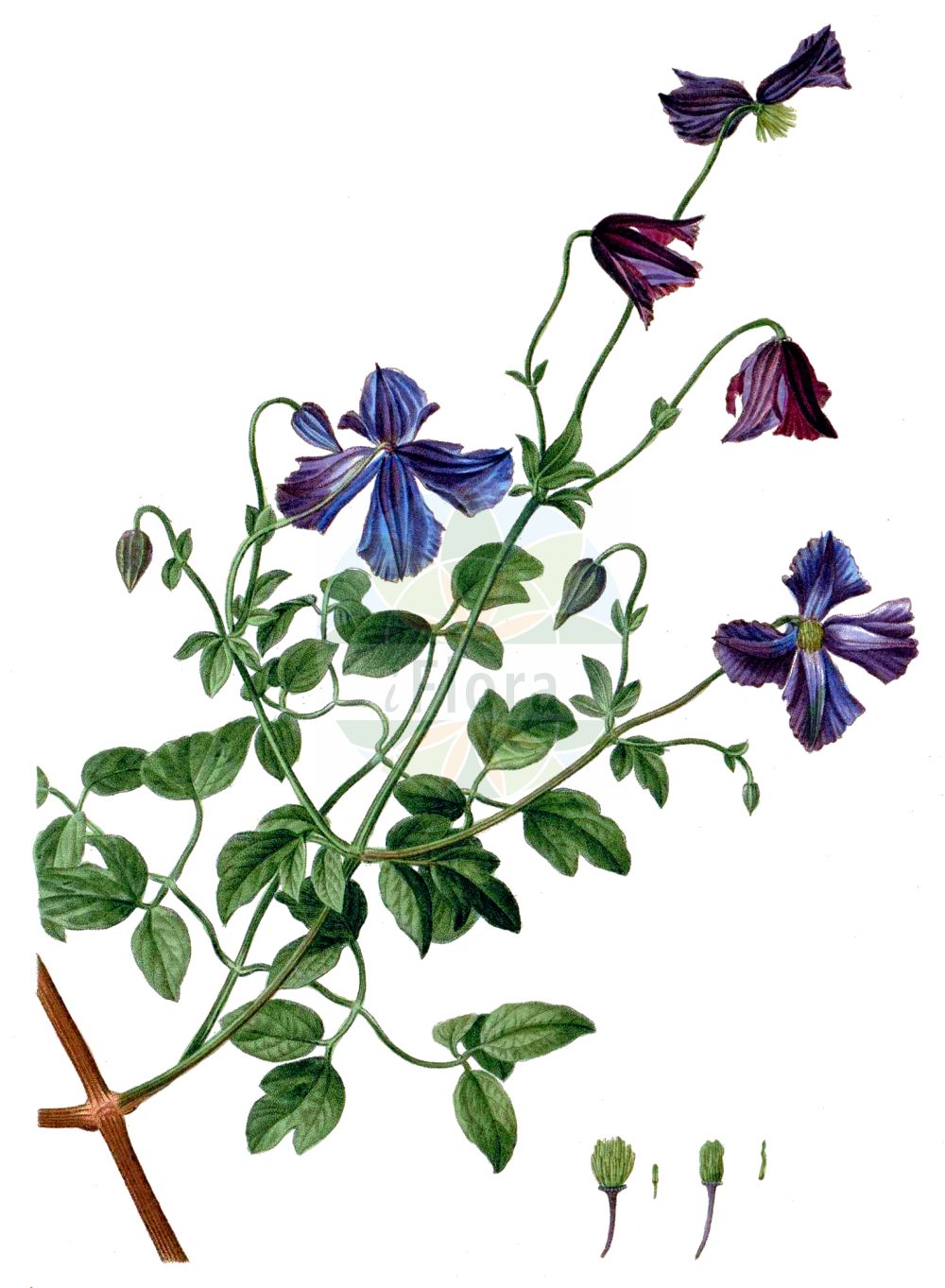 Clematis viticella - Ranunculaceae,Plantae,Pteridobiotina,Angiosperms,Ranunculales,Ranunculaceae,Clematis,Clematis viticella,Anemone viticella, Clematis baccata, Clematis lugubris, Clematis pulchella, Clematis viticella f. gigantiflora, Clematis viticella subsp. sibthorpii, Clematis viticella var. leiostylis, Viticella deltoidea,Italienische Waldrebe;purple clematis;Clématite fausse vigne;clématite fausse-vigne;clématite bleue;clématite liseron;vitalba ponazza;viticella d'Italia;clematide paonazza;Italiaanse bosrank;Italiaanse clematis;клематис фиолетовый;ломонос фиолетовый;yakmuk;kulpër;zgjebça;vidiella;primorska pavitina;italiensk klematis;Italiensk skovranke;Italiensk skovranke;powojnik włoski;južni srobot;olasz iszalag;plamének révovitý;plamének vlašský;plamienok révovitý;plamienok vlašský;лозовиден павит;лозовиден повет;skogklematis;viinikärhö;μικράμπελλη
