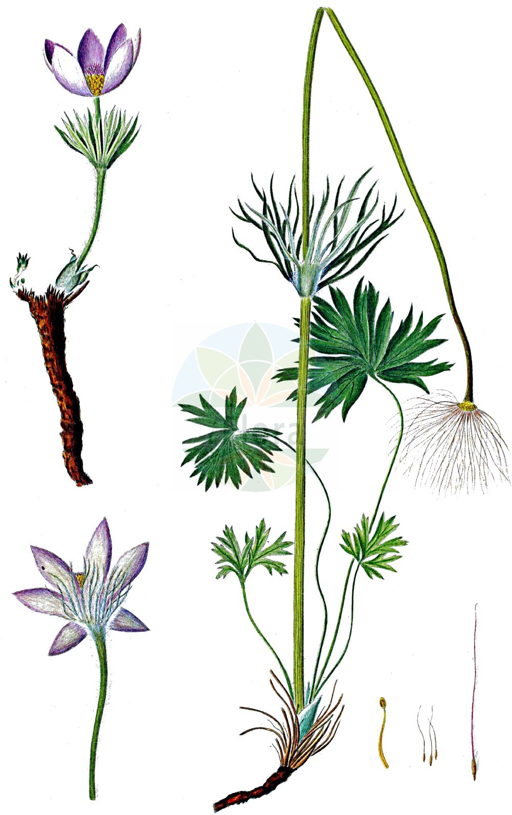 Pulsatilla patens - Ranunculaceae,Plantae,Pteridobiotina,Angiosperms,Ranunculales,Ranunculaceae,Pulsatilla,Pulsatilla patens,Anemone bauhini, Anemone intermedia, Anemone longipetala, Anemone ludoviciana, Anemone nuttallii, Anemone patens, Anemone patens f. stevensonis, Anemone patens var. pinnatifolia, Anemone patens var. rosea, Anemone patens var. wolfgangiana, Anemone pulsatilla var. patens, Pulsatilla bauhini, Pulsatilla kioviensis, Pulsatilla patens f. albiflora, Pulsatilla patens var. kioviensis, Pulsatilla pseudopatens, Pulsatilla teklae, Pulsatilla uralensis,Finger-Küchenschelle;Finger-Kuhschelle;Heide-Küchenschelle;pasqueflower;prairie-smoke;prairie-crocus;pulsatille;eastern pasqueflower;cutleaf anemone;prairie crocus;anémone de prairie;прострел раскрытый;nipsippa;åben kobjælde;sasanka dzwonkowata;sasanka otwarta;ibolyakökörcsin;koniklec otevřený;dediței vineti;sisinei de munte;poniklec otvorený;сон широколистий;palu-karaukell;meža silpurene;hämeenkylmänkukka;kylmänkukka;vėjalandė šilagėlė;shèn yè bái tóu wēng;肾叶白头翁