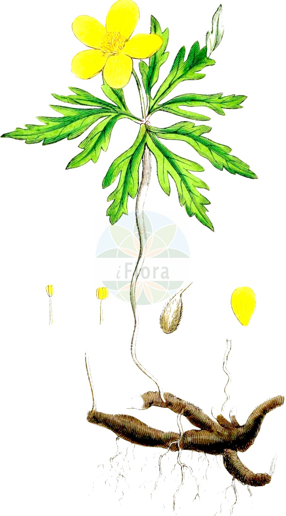 Anemonoides ranunculoides - Ranunculaceae,Plantae,Pteridobiotina,Angiosperms,Ranunculales,Ranunculaceae,Anemonoides,Anemonoides ranunculoides,Anemanthus ranunculoides, Anemonanthea ranunculoides, Anemone flava, Anemone jenisseensis, Anemone lutea, Anemone nemorosa subsp. ranunculoides, Anemone nemorosa-lutea, Anemone ranunculiflora, Anemone ranunculiformis, Anemone ranunculoides, Anemone ranunculoides subsp. jenisseensis, Anemone ranunculoides subsp. wockeana, Pulsatilla ranunculoides