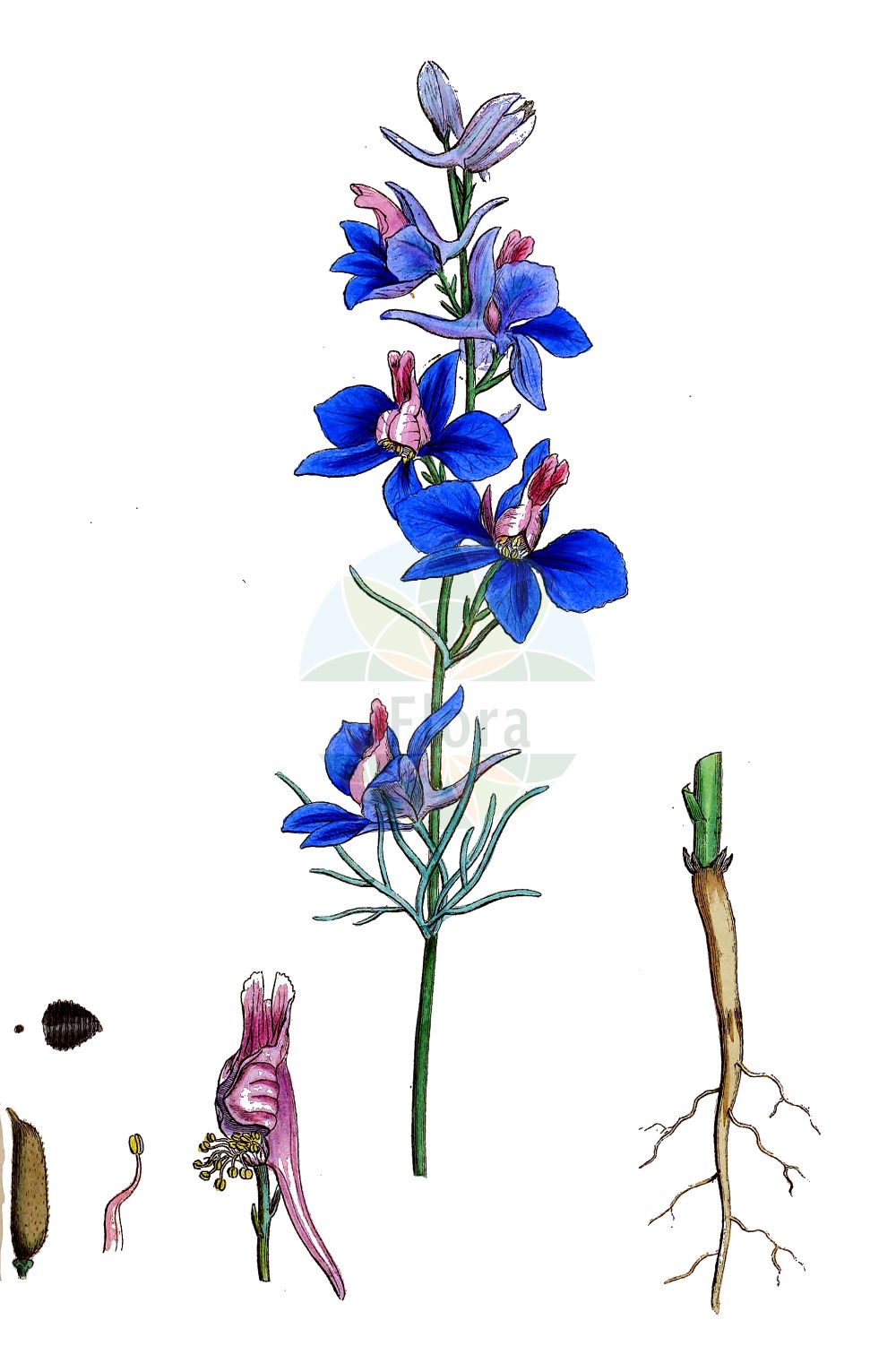 Delphinium ajacis - Ranunculaceae,Plantae,Pteridobiotina,Angiosperms,Ranunculales,Ranunculaceae,Delphinium,Delphinium ajacis,Ceratostanthus ajacis, Consolida ajacis, Consolida gayana, Consolida orientalis, Delphinium addendum, Delphinium ajacis f. alba, Delphinium ajacis var. orientale, Delphinium ambiguum, Delphinium azureum, Delphinium gayanum, Delphinium orientale, Delphinium ornatum, Delphinium pauciflorum, Delphinium simplex,Garten-Rittersporn;Kleiner Garten-Rittersporn;larkspur;Pied d'alouette des jardins;dauphinelle d'Ajax;consoude d'Ajax;dauphinelle des jardins;pied-d'alouette d'Ajax;espuela de caballero;espuela de galán;Speronella fiorcappuccio;Sprone di cavaliere;fior capuccio;calcatrippe;speronella fior-capuccio;tuin-ridderspoor;valse ridderspoor;ciumes;esporas-de-jardim;дельфиниум Аякса;дельфиниум садовый;живокость аяксова;живокость сомнительная;консолида аяксова;консолида аяксовая;консолида садовая;сокирка аяксова;сокирки сомнительные;hoş mahmuz;konsolidë;esperó de cavaller;vrtni kokotić;romersk riddarsporre;sommer-ridderspore;ostróżeczka ogrodowa;ostróżka ogrodowa;chidori-sô;hien-sô;râkusupâ;チドリソウ;ヒエンソウ;ラークスパー;vrtna ostrožica;kerti szarkaláb;ostrožka zahradní;ostrožka znamenaná;surguci;ostrôžka;ostrôžka obyčajná;сокирки аякса;аяксова ралица;неопределена ралица;hyasintridderspore;tarhakukonkannus;гранчица;челебијин перчин;καπουτσίνος
