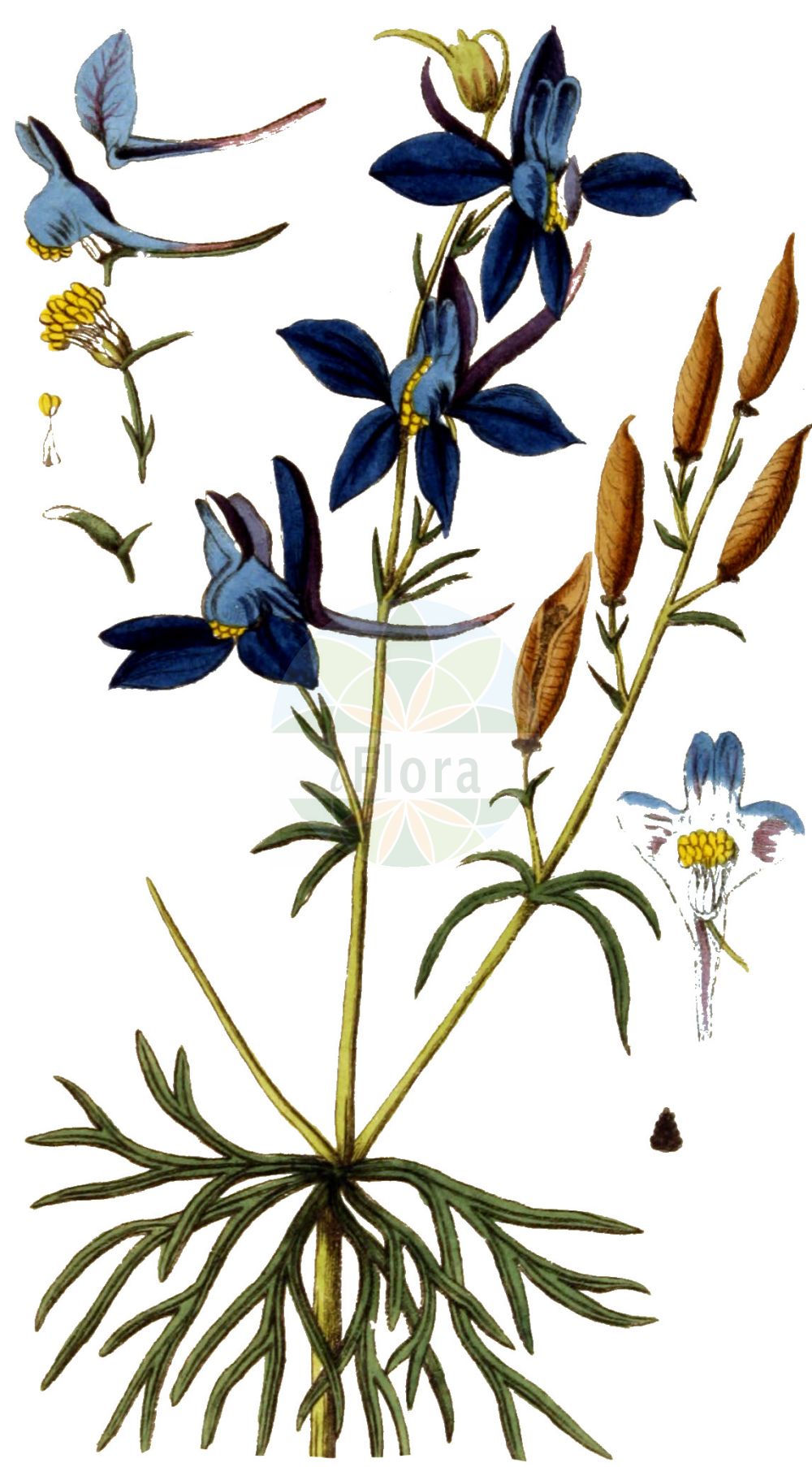 Delphinium consolida - Ranunculaceae,Plantae,Pteridobiotina,Angiosperms,Ranunculales,Ranunculaceae,Delphinium,Delphinium consolida,Ceratostanthus consolida, Consolida arvensis, Consolida arvensis var. mollis, Consolida regalis, Consolida regalis var. glanduligera, Consolida regalis var. mollis, Consolida regalis var. sparsiflora, Consolida segetum, Delphinium confusum, Delphinium consolida f. mollis, Delphinium consolida var. glanduligerum, Delphinium consolida var. sparsiflorum, Delphinium diffusum, Delphinium monophyllum, Delphinium segetum, Delphinium versicolor,Feld-Rittersporn;Acker-Rittersporn;forking larkspur;rocket larkspur;branching larkspur;field larkspur;royal knight's-spur;Pied d'alouette des champs;dauphinelle des champs;dauphinelle consoude;consoude royale;pied-d'alouette;pied-d'alouette consoude;pied-d'alouette des champs;pied-d'alouette royal;consuelda real;pelicans;Speronella consolida;erba cornetta;erba del cardinale;wilde ridderspoor;veld-ridderspoor;veldridderspoor;consólida-real;грабельки;дельфиниум королевский;дельфиниум полевой;живокость полевая;консолида королевская;консолида полевая;рогатые васильки;сокирки великолепные;сокирки полевые;укрепительница полевая;шпорник полевой;çatal mahmuzotu;gjuhënusja e fortë;konsolidë;kraljevski kokotić;vild-riddarsporre;vildriddarsporre;åkerriddarsporre;kornridderspore;ostróżeczka polna;ostróżka polna;poljska ostrožica;mezei szarkaláb;ostrožka stračka;ciocănaş;nemțișor de cîmp;pintenaşi;ostrôžka poľná;сокирки польові;обикновена ралица;полска ралица;pold-kukekannus;pold-varesjalg;tiruma zilausis;riddarsporre;rikkakukoinkannus;жаворњак;обични жаровњак;dirvinis raguolis;καπουτσίνος