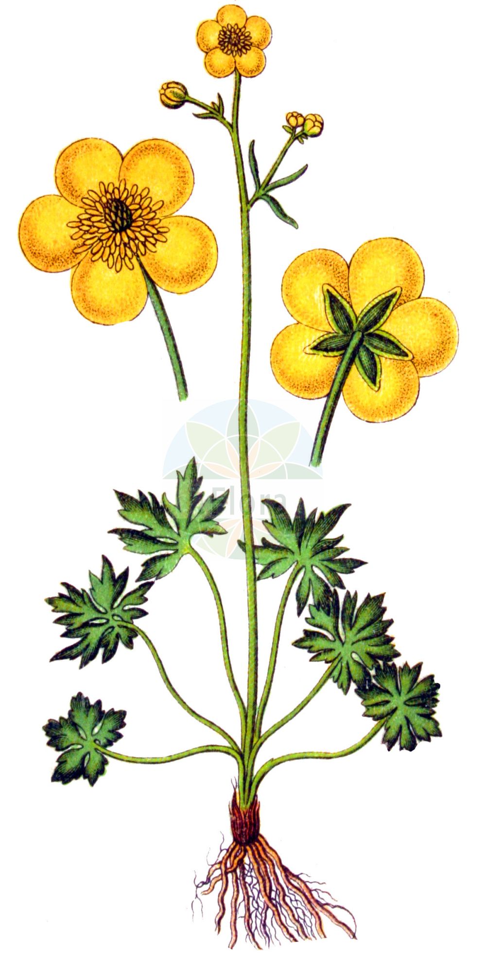 Ranunculus acris - Ranunculaceae,Plantae,Pteridobiotina,Angiosperms,Ranunculales,Ranunculaceae,Ranunculus,Ranunculus acris,Ranunculastrum acre, Ranunculastrum boraeanum, Ranunculastrum nemorivagum, Ranunculastrum vulgatum, Ranunculus acer, Ranunculus acris f. acris, Ranunculus acris f. multiplicipetalus, Ranunculus acris var. acris, Ranunculus acris var. latisectus, Ranunculus acris var. minimus, Ranunculus acris var. multifidus, Ranunculus acris var. sylvaticus, Ranunculus barthii, Ranunculus boraeanus, Ranunculus buergeri, Ranunculus cammarifolius, Ranunculus colocensis, Ranunculus csatoi, Ranunculus eustrigulosus, Ranunculus franchetianus, Ranunculus intercedens, Ranunculus kayserii, Ranunculus kerneri, Ranunculus major, Ranunculus malacophyllus, Ranunculus mccallae, Ranunculus nemorivagus, Ranunculus paradoxus, Ranunculus pascuicola, Ranunculus rectus, Ranunculus siculus, Ranunculus silvaticus, Ranunculus steveni, Ranunculus stipatus, Ranunculus subalpinus, Ranunculus sylvaticus, Ranunculus tomophyllus, Ranunculus trachyticus, Ranunculus transsilvanicus, Ranunculus vulgatus,Scharfer Hahnenfuß;Fries-Hahnenfuß;Gewöhnlicher Scharfer Hahnenfuß;Blatterkraut;Butterblume;Warzenkraut;Fries' Scharfer Hahnenfuß;meadow buttercup;renoncule âcre;bouton d'or;giant buttercup;meadow crowfoot;tall buttercup;upright buttercup;Bouton d'or;Renoncule âcre;renoncule des prés;bassinet d'or;bassinet;clair bassin;grenouillette jaune;herbe à la tache;jauneau;patte de loup;piécot;pied de corbin;ranunculo agrio;hierba bellida;botón de oro;francesilla del camp;francesilla del campo;ranúnculo agrio;ranúnculo acre;Ranuncolo comune;ranuncolo acre;ranuncolo batrachio;pie corvino;pié di gallina;pié di nibbio;scherpe boterbloem;rainunculo-acrimonioso;borboleta-acrimoniosa;ranúnculo-acrimonioso;лютик едкий;zhabinë;zhabinë e mprehtë;gata rabiosa;žabnjak ljutić;vanlig smörblomma;smörblomma;bidende ranunkel;jaskier ostry;miyama-kinpôge;ミヤマキンポウゲ;ripeča zlatica;réti boglárka;pryskyřník prudký;floare broștească;iskerník prudký;жовтець їдкий;жовтець стевена;обикновено лютиче;kibe tulikas;kodīgā gundega;engsoleie;vanlig engsoleie;niittyleinikki;piennarniittyleinikki;brennisóley;изјед;љутић;оштри љутић;aitrusis vėdrynas;ρανούγκουλος;edasquia;urdan-belarra
