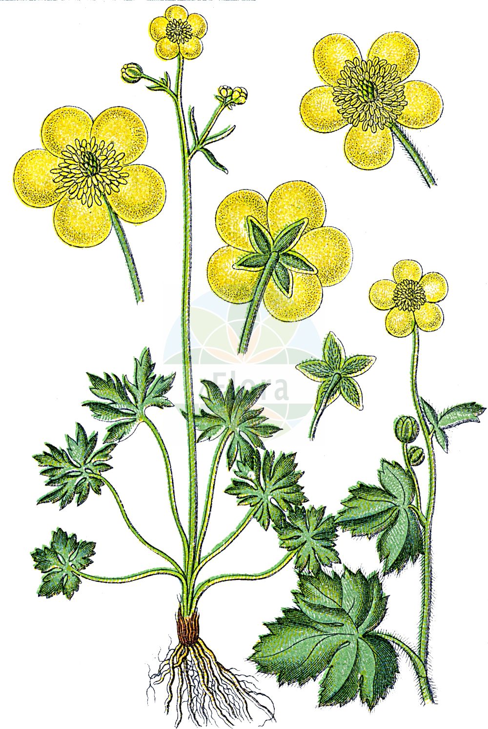 Ranunculus lanuginosus - Ranunculaceae,Plantae,Pteridobiotina,Angiosperms,Ranunculales,Ranunculaceae,Ranunculus,Ranunculus lanuginosus,Ranunculastrum lanuginosum, Ranunculus umbrosus,Wolliger Hahnenfuß;woolly buttercup;Renoncule laineuse;Ranuncolo lanato;ranuncolo lanuto;лютик шерстистый;yünlü yağçiçeği;zhabinë;zhabinë pushtake;vunenasti žabnjak;borstsmörblomma;uldhåret ranunkel;jaskier kosmaty;kosmata zlatica;gyapjas boglárka;pryskyřník kosmatý;iskerník chlpatý;iskerník páperistý;жовтець шерстистий;вълнесто лютиче;villtulikas;villainā gundega;villaleinikki;vilnotasis vėdrynas