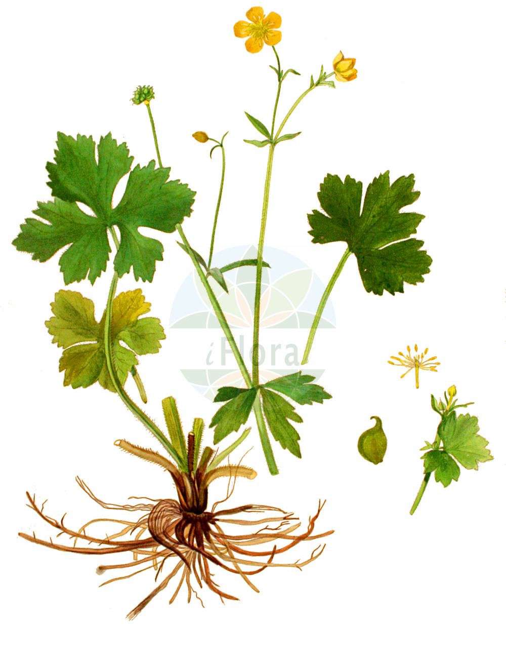 Ranunculus montanus - Ranunculaceae,Plantae,Pteridobiotina,Angiosperms,Ranunculales,Ranunculaceae,Ranunculus,Ranunculus montanus,Ranunculastrum gracile, Ranunculus arolae, Ranunculus lerchenfeldianus, Ranunculus lycoctonifolius, Ranunculus preslii, Ranunculus schurii, Ranunculus szurulensis, Ranunculus tenuifolius,Berg-Hahnenfuß;Gewöhnlicher Berg-Hahnenfuß;Echter Berghahnenfuß;mountain buttercup;lapland buttercup;Renoncule des montagnes;ranunculo de montana;ranúnculo de montaña;Ranuncolo montano;лютик горный;botó d'or muntanyenc;ranuncle muntanyenc;brdski žabnjak;bergsmörblomma;jaskier górski;gorska zlatica;pryskyřník horský;piciorul cocoșului de munte;iskiernik horský;жовтець гірський;планинско лютиче;vuorileinikki;претрган корен