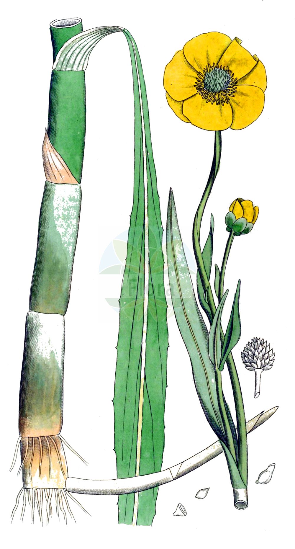 Ranunculus lingua - Ranunculaceae,Plantae,Pteridobiotina,Angiosperms,Ranunculales,Ranunculaceae,Ranunculus,Ranunculus lingua,Flammula lingua, Ranunculus longifolius, Ranunculus salicifolius, Ranunculus schmidtii,Zungen-Hahnenfuß;Großer Hahnenfuß;Großer Sumpf-Hahnenfuß;greater spearwort;great spearwort;Grande douve;Renoncule langue;Ranuncolo delle canne;ranunculo delle canne;groote boterbloem;grote boterbloem;лютик высокий;лютик длиннолистный;лютик языковидный;лютик языколистный;лютик язычковый;dilli yağotu;zhabinë;zhabinë gjuhë;ranuncle de canyissar;veliki žabnjak;sjöranunkel;langbladet ranunkel;jaskier wielki;velika zlatica;nádi boglárka;pryskyřník velký;iskerník jazykovitý;iskerník veľký;жовтець язиколистий;езичесто лютиче;suur tulikas;garlapu gundega;kjempesoleie;jokileinikki;каљужарка;pelkinis vėdrynas;tiáo yè máo gèn;条叶毛茛