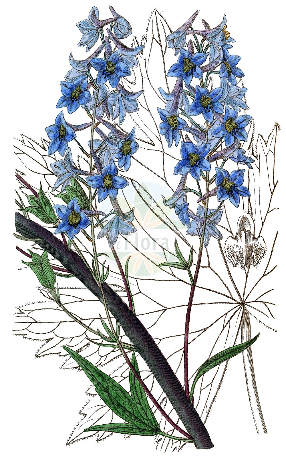 Delphinium elatum - Ranunculaceae,Plantae,Pteridobiotina,Angiosperms,Ranunculales,Ranunculaceae,Delphinium,Delphinium elatum,Delphinastrum elatum, Delphinastrum hybridum, Delphinastrum urceolatum, Delphinium alopecuroides, Delphinium alpinum var. hebecarpum, Delphinium atropurpureum, Delphinium belladonna, Delphinium clusianum, Delphinium cryophilum, Delphinium davuricum, Delphinium elatum f. grandiflorum, Delphinium elatum f. parviflorum, Delphinium elatum f. productum, Delphinium elatum subsp. bosniacum, Delphinium elatum subsp. cryophilum, Delphinium elatum subsp. macrotepalum, Delphinium elatum subsp. pubicaule, Delphinium elatum subsp. tiroliense, Delphinium elatum var. alpinum, Delphinium elatum var. belladonna, Delphinium elatum var. bosniacum, Delphinium elatum var. giganteum, Delphinium elatum var. glabrum, Delphinium elatum var. gracile, Delphinium elatum var. grandifolium, Delphinium elatum var. pubicaule, Delphinium elisabethae var. eglandulosum, Delphinium gratum, Delphinium hirsutum, Delphinium hispidum, Delphinium hybridum, Delphinium intermedium, Delphinium kioviense, Delphinium macrotepalum, Delphinium mixtum, Delphinium palmatifidum, Delphinium speciosum, Delphinium tauricum, Delphinium tiroliense, Delphinium urceolatum,Hoher Rittersporn;Gewöhnlicher Hoher Rittersporn;Österreichischer Hoher Rittersporn;Hoher-Rittersporn;Tiroler Rittersporn;Dauphinelle élevée;Speronella elevata;дельфиниум альпийский;дельфиниум высокий;живокость альпийская;живокость высокая;шпорник высокий;veliki kokotić;stor riddarsporre;stor riddersporre;ostróżka wyniosła;magas sarkantyúfű;stračka vyvýšená;stračonôžka vysoká;дельфіній;kõrge kukekannus;augstais gaiļpiesis;hageridderspore;isoritarinkannus;ушљивац;didysis pentinius