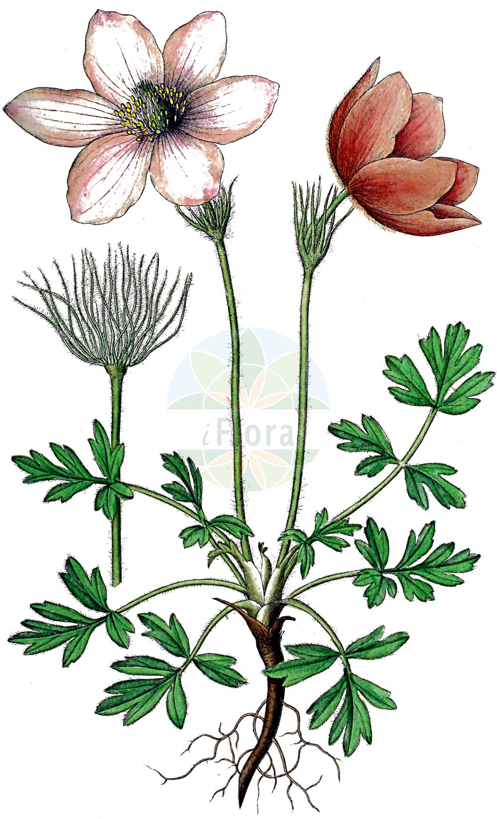 Pulsatilla vernalis - Ranunculaceae,Plantae,Pteridobiotina,Angiosperms,Ranunculales,Ranunculaceae,Pulsatilla,Pulsatilla vernalis,Anemone alborosea, Anemone propinqua, Anemone sulphurea, Anemone vernalis, Anemone vernalis var. pyrenaica, Pulsatilla propinqua, Pulsatilla sulphurea, Pulsatilla vernalis f. glabrescens,Frühlings-Küchenschelle;Frühlings-Kuhschelle;Pelz-Anemone;Frühlings-Anemone;arctic violet;spring anemone;spring pasqueflower;lady of the snows;Pulsatille du printemps;anémone du printemps;anémone printanière;flor del viento;Pulsatilla primaverile;прострел весенный;anemone pirinenca;sasa;mosippa;vår-kobjælde;sasanka wiosenna;tavaszi kökörcsin;koniklec jarní;poniklec jarný;пролетно котенце;mogop;kangasvuokko