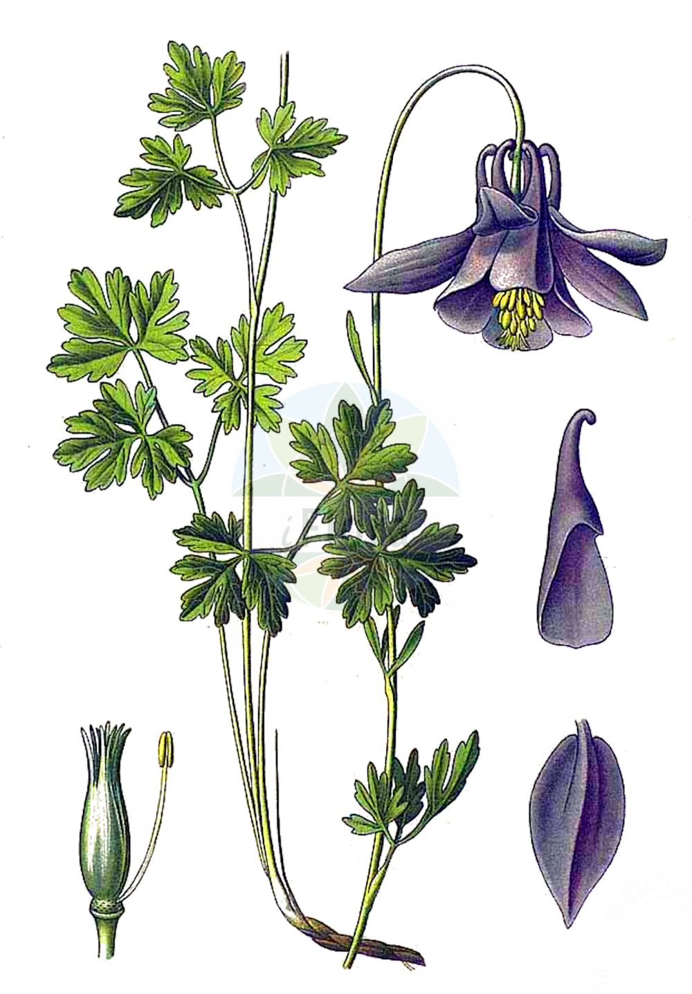 Aquilegia alpina - Ranunculaceae,Plantae,Pteridobiotina,Angiosperms,Ranunculales,Ranunculaceae,Aquilegia,Aquilegia alpina,Aquilegia alpina f. gracilis, Aquilegia alpina var. minor, Aquilegia montana, Aquilegia reuteriana, Aquilegia vulgaris subsp. alpina,Alpen-Akelei;Ancolie des Alpes;Aquilegia maggiore;aquilegia alpina;аквилегия альпийская