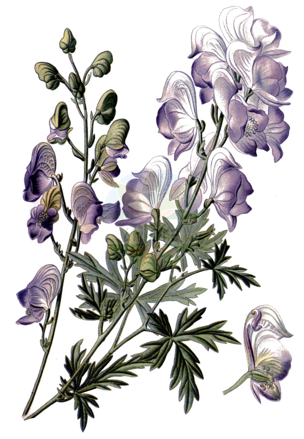 Aconitum - Ranunculaceae,Biota,Plantae,Pteridobiotina,Tracheophyta,Magnoliopsida,Ranunculales,Ranunculaceae,Ranunculoideae,Aconitum,Anthora, Cammarum, Lycoctonum, Napellus, Napellus, Nirbisia
