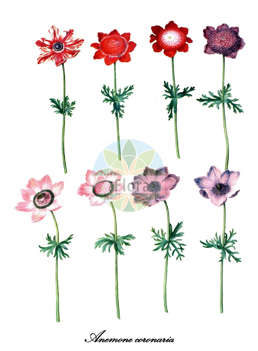 Anemone coronaria - Ranunculaceae,Plantae,Pteridobiotina,Angiosperms,Ranunculales,Ranunculaceae,Anemone,Anemone coronaria,Anemone alba, Anemone albiflora, Anemone coccinea, Anemone coronaria f. albiflora, Anemone coronaria f. parviflora, Anemone coronaria f. rosea, Anemone coronaria var. alba, Anemone coronaria var. albiflora, Anemone coronaria var. chrysanthemifolia, Anemone coronaria var. coccinea, Anemone coronaria var. coerulea, Anemone coronaria var. cyanea, Anemone coronaria var. depauperata, Anemone coronaria var. incisa, Anemone coronaria var. mouansii, Anemone coronaria var. parviflora, Anemone coronaria var. phoenicea, Anemone coronaria var. plena, Anemone coronaria var. purpurea, Anemone coronaria var. rissoana, Anemone coronaria var. rosea, Anemone coronaria var. ventreana, Anemone coronarioides, Anemone cyanea, Anemone eunrenia, Anemone grassensis, Anemone kusnetzowii, Anemone mouansii, Anemone nobilis, Anemone oenanthe, Anemone praestabilis, Anemone pusilla, Anemone regina, Anemone rissoana, Anemone rosea, Anemone variata, Anemone ventreana, Anemone versicolor, Pulsatilla coronaria,Garten-Anemone;anémone couronnée;anémone des fleuristes;anémone à couronne;anémona;coronaria;anemone dei campi;fagottino;anemone dei fiorai;tuin-anemoon;анемона корончатая;ветреница корончатая;manisalâlesi;anemone coronària;krunična šumarica;zawilec wieńcowy;anemone;benibanaokinagusa;botan-ichige;hana-ichige;アネモネ;ハナイチゲ;ベニバナオキナグサ;ボタンイチゲ;kallanit metzuyah;כַּלָּנִית מְצוּיָה;kaħwiela