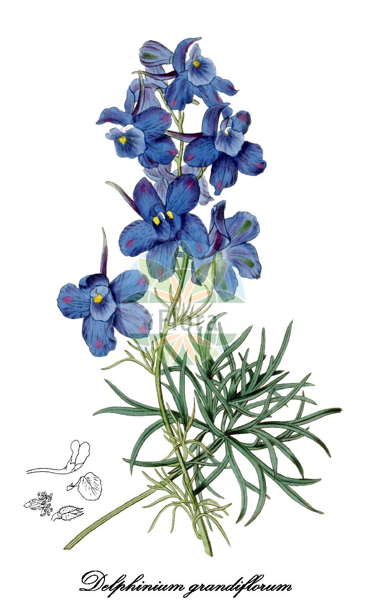 Delphinium grandiflorum - Ranunculaceae,Plantae,Pteridobiotina,Angiosperms,Ranunculales,Ranunculaceae,Delphinium,Delphinium grandiflorum,Chienia honanensis, Delphinastrum grandiflorum, Delphinium bonatii, Delphinium chinense, Delphinium grandiflorum f. album, Delphinium grandiflorum f. glanduliferum, Delphinium grandiflorum f. heterotrichum, Delphinium grandiflorum f. roseolum, Delphinium grandiflorum var. chinense, Delphinium grandiflorum var. grandiflorum, Delphinium grandiflorum var. pilosum, Delphinium grandiflorum var. tigridum, Delphinium sinense, Delphinium virgatum,Großblütiger Rittersporn;dauphinelle à grandes fleurs;kinesisk riddarsporre;kiinanritarinkannus