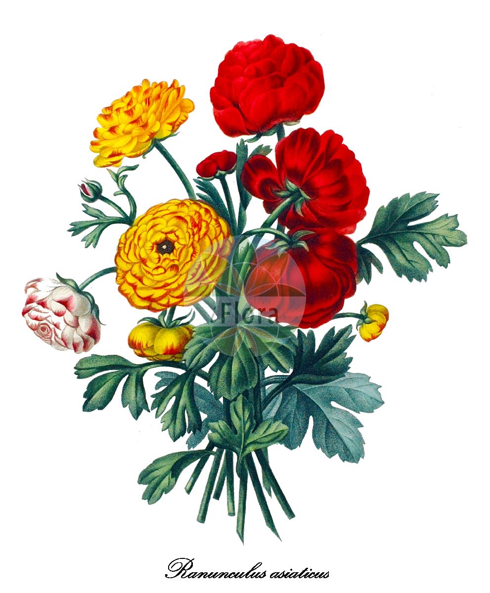 Ranunculus asiaticus - Ranunculaceae,Plantae,Pteridobiotina,Angiosperms,Ranunculales,Ranunculaceae,Ranunculus,Ranunculus asiaticus,Cyprianthe anemonoides, Cyprianthe asiatica, Ranunculus asiaticus subsp. latilobus, Ranunculus asiaticus subsp. tenuilobus, Ranunculus asiaticus var. tenuilobus, Ranunculus flammipetalus, Ranunculus garianicus, Ranunculus sanguineus,Asiatischer Hahnenfuß;renoncule asiatique;renoncule des fleuristes;renoncule des jardins;renoncule d'Orient;francesilla;marimoña;ranuncolo di Persia;ranuncolo scempio;ranuncolo asiatico;ranúnculo;лютик азиатский;лютик садовой;şakayıklâlesi;ranuncle asiàtic;hanakimpôge;ranankyurasu;ハナキンポウゲ;ラナンキユラス;nurit asyah;נוּרִית אַסְיָה