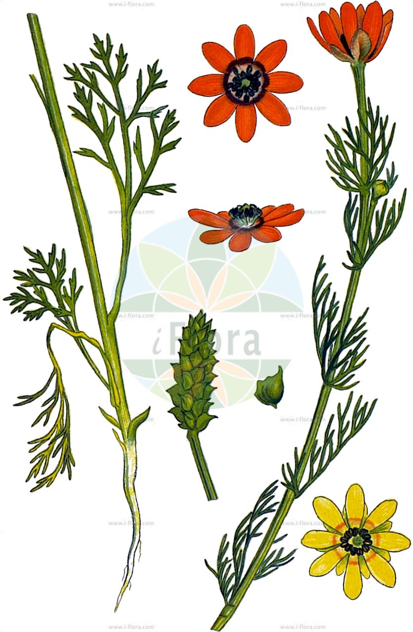 Adonis aestivalis - Ranunculaceae,Plantae,Pteridobiotina,Angiosperms,Ranunculales,Ranunculaceae,Adonis,Adonis aestivalis,Adonis aestivalis f. citrina, Adonis aestivalis subsp. aestivalis, Adonis aestivalis subsp. marginata, Adonis aestivalis var. aestivalis, Adonis aestivalis var. velutina, Adonis ambigua, Adonis ambigua var. flavus, Adonis annua var. phoenicea, Adonis autumnalis, Adonis bienertii, Adonis citrina, Adonis crinita, Adonis cristata, Adonis flammea, Adonis flava, Adonis inermis, Adonis inglisii, Adonis linnaei, Adonis maculata, Adonis maculata var. miniata, Adonis maculata var. ochroleuca, Adonis maculata var. pallens, Adonis micrantha, Adonis miniata, Adonis polymorpha, Cosmarium aestivale,Eigentliches Sommer-Adonisröschen;Sommer-Adonisröschen;Sommer-Blutströpfchen;summer pheasant's-eye;summer adonis;pheasant's eye;tall adonis;Adonis d'été;goutte de sang;œil de faisan;gota de sangre;salta ojos;adonis estival;angélico;flejá de Aragón;flor de Adonis;ojo de perdiz;renículos rojos;Adonide estiva;adonide d'estate;occhio di diavolo;fior d'Adone;adonide estivale;zomer-adonis;zomeradonis;lágrima-de-sangue;адонис летний;горицвет красный;горицвет летний;златоцвет летний;стародубка летняя;kandamlası;adonisi i verës;sy thëllezë;saltaulls;ull de perdiu;ljetni gorocvijet;sommar-adonis;sommaradonis;sommer-adonis;milek letni;poletni zajčji mak;nyári hérics;vétesi hérics;hlaváček letní;cocoşel de câmp;hlaváčik letný;горицвіт літній;гороцвят;летен горицвет;зечији мак;зечји мак;пјегави гороцвијет;demumit avat-shibbolet;דְּמוּמִית עֲבַת-שִׁבֹּלֶת;udako adonia;xià cè jīn zhǎn huā;夏侧金盏花