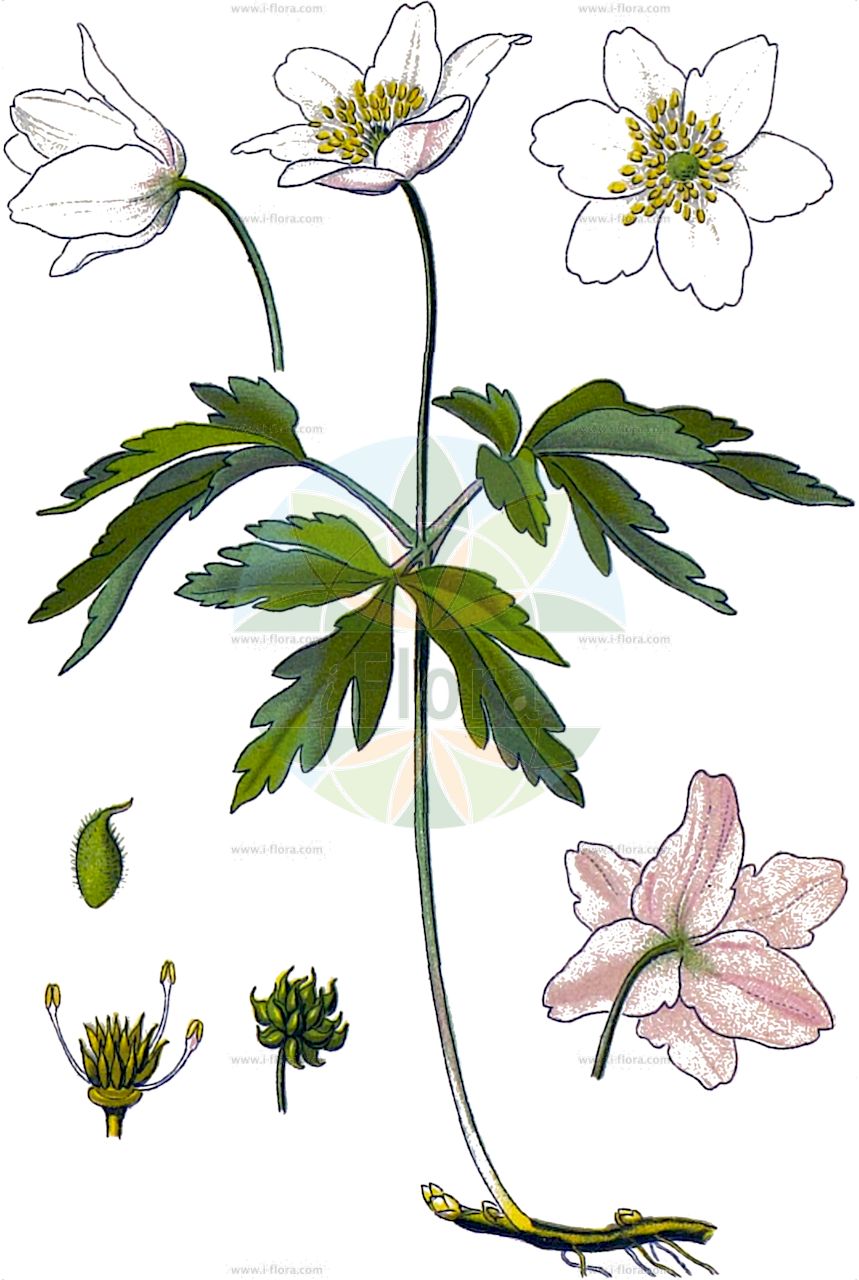 Anemone altaica - Ranunculaceae,Plantae,Pteridobiotina,Angiosperms,Ranunculales,Ranunculaceae,Anemone,Anemone altaica,Anemone nemorosa, Anemone nemorosa subsp. altaica