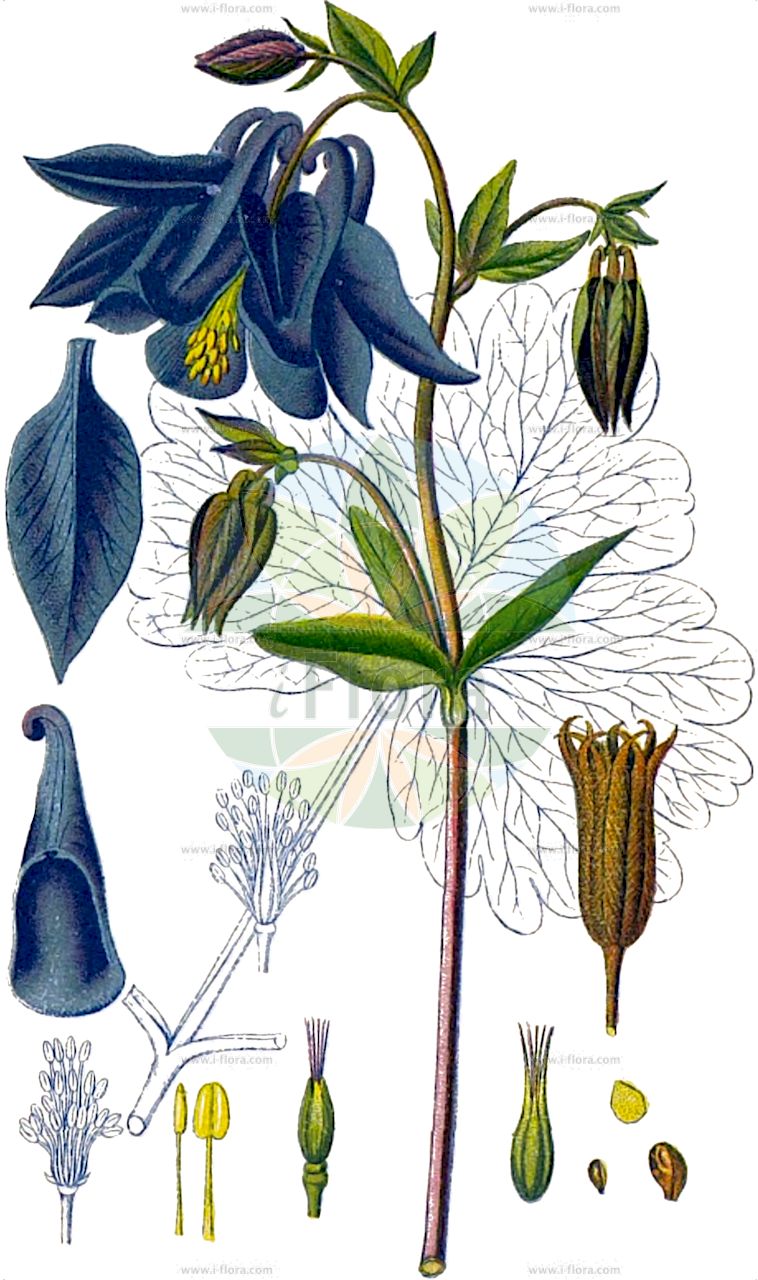 Aquilegia vulgaris - Ranunculaceae,Plantae,Pteridobiotina,Angiosperms,Ranunculales,Ranunculaceae,Aquilegia,Aquilegia vulgaris,Aquilegia alba, Aquilegia arbascensis, Aquilegia bertolonii var. parviflora, Aquilegia collina, Aquilegia corniculata, Aquilegia cornuta, Aquilegia cyclophylla, Aquilegia dumeticola, Aquilegia ebneri, Aquilegia ecalcarata, Aquilegia eynensis, Aquilegia glaucescens, Aquilegia glaucophylla, Aquilegia huteri, Aquilegia inversa, Aquilegia longisepala, Aquilegia mollis, Aquilegia nemoralis, Aquilegia nigricans var. ebneri, Aquilegia nivea, Aquilegia ochroleuca, Aquilegia platysepala, Aquilegia plena, Aquilegia praecox, Aquilegia recticornu, Aquilegia ruscinonensis, Aquilegia silvestris, Aquilegia speciosa, Aquilegia stellata, Aquilegia subalpina, Aquilegia sylvestris, Aquilegia versicolor, Aquilegia vulgaris f. aggericola, Aquilegia vulgaris f. arbascensis, Aquilegia vulgaris f. collina, Aquilegia vulgaris f. cornuta, Aquilegia vulgaris f. cyclophylla, Aquilegia vulgaris f. dumeticola, Aquilegia vulgaris f. mollis, Aquilegia vulgaris f. nemoralis, Aquilegia vulgaris f. praecox, Aquilegia vulgaris f. ruscinonensis, Aquilegia vulgaris f. subalpina, Aquilegia vulgaris subsp. hispanica, Aquilegia vulgaris subsp. subalpina, Aquilegia vulgaris var. aggericola, Aquilegia vulgaris var. albiflora, Aquilegia vulgaris var. arbascensis, Aquilegia vulgaris var. collina, Aquilegia vulgaris var. corniculata, Aquilegia vulgaris var. cyclophylla, Aquilegia vulgaris var. dumeticola, Aquilegia vulgaris var. ebneri, Aquilegia vulgaris var. elegans, Aquilegia vulgaris var. eynensis, Aquilegia vulgaris var. glabella, Aquilegia vulgaris var. glabra, Aquilegia vulgaris var. glandulosopilosa, Aquilegia vulgaris var. hispanica, Aquilegia vulgaris var. huteri, Aquilegia vulgaris var. incisa, Aquilegia vulgaris var. longisepala, Aquilegia vulgaris var. longisepala, Aquilegia vulgaris var. mollis, Aquilegia vulgaris var. nemoralis, Aquilegia vulgaris var. nivea, Aquilegia vulgaris var. notabilis, Aquilegia vulgaris var. ochroleuca, Aquilegia vulgaris var. parviflora, Aquilegia vulgaris var. platysepala, Aquilegia vulgaris var. praecox, Aquilegia vulgaris var. pratensis, Aquilegia vulgaris var. pseudoatrata, Aquilegia vulgaris var. rifiensis, Aquilegia vulgaris var. ruscinonensis, Aquilegia vulgaris var. stellata, Aquilegia vulgaris var. subalpina, Aquilegia vulgaris var. subtomentosa, Aquilegia vulgaris var. sylvestris, Aquilegia vulgaris var. varia, Aquilegia winterbottomiana, Aquilina vulgaris,Gewöhnliche Akelei;Dunkle Akelei;Schwarzviolette Akelei;Schwarze Akelei;Gemeine Akelei;columbine;ancolie vulgaire;european columbine;Ancolie commune;ancolie commune de Corse;ancolie vulgaire;aiglantine;bonne dame;bonne femme;clochette;colombine;cornette;galantine;gants-de-Notre-Dame;gonneau;manteau royal;aguileña;aquileña;capa de rey;clérigos;clérigos boca abajo;farolillos;flor de los celos;frailes boca abajo;manto real;pajarilla;palomilla;palominera;pelécanos;pelícanos;Aquilegia comune;wilde akelei;aquilégia;columbina;erva-pombinha;fidalguinhos;luvas-de-nossa-senhora;pombinhos;roquete;viúvas;водосбор обыкновенный;akilega e zakonshme;kanilqyqe;kolumbina;aliguenya;badola;bonet blau;bonet de capella;corniol;corniol vulgar;corns;guants de perfetamor;ocellets;perfetamor;obični pakujac;akleja;akeleje;orlik pospolity;akiregia;itokuri-sô;アキレギア;イトクリソウ;navadna orlica;közönséges harangláb;orlíček obecný;căldăruşă;orlíček obyčajný;orlíček pospolitý;орлики звичайні;обикновен кандилка;синя ведрица;harilik kurekell;parastā ozolīte;akeleie;lehtoakileja;кандилица;кандилка;попина капица;paprastasis sinavadas;kuku-belarra;kukuprraka