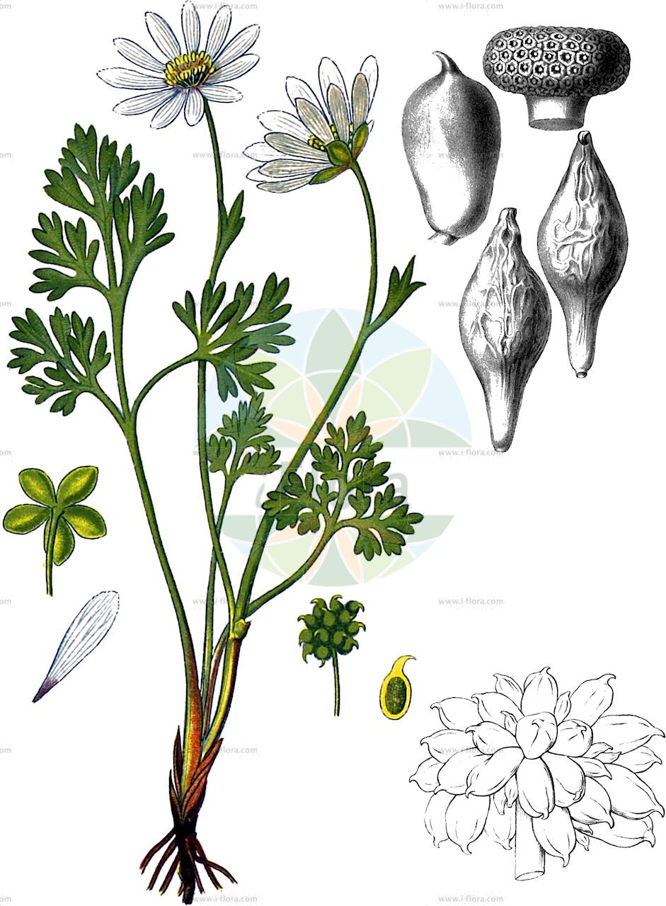 Callianthemum anemonoides - Ranunculaceae,Plantae,Pteridobiotina,Angiosperms,Ranunculales,Ranunculaceae,Callianthemum,Callianthemum anemonoides,Callianthemum acaule, Callianthemum berardi, Ranunculus anemonoides,Anemonen-Schmuckblume;Windröschen-Schmuckblume;callianthème fausse-anémone;calliantemo falsa anemone;рутовник анемоновидный