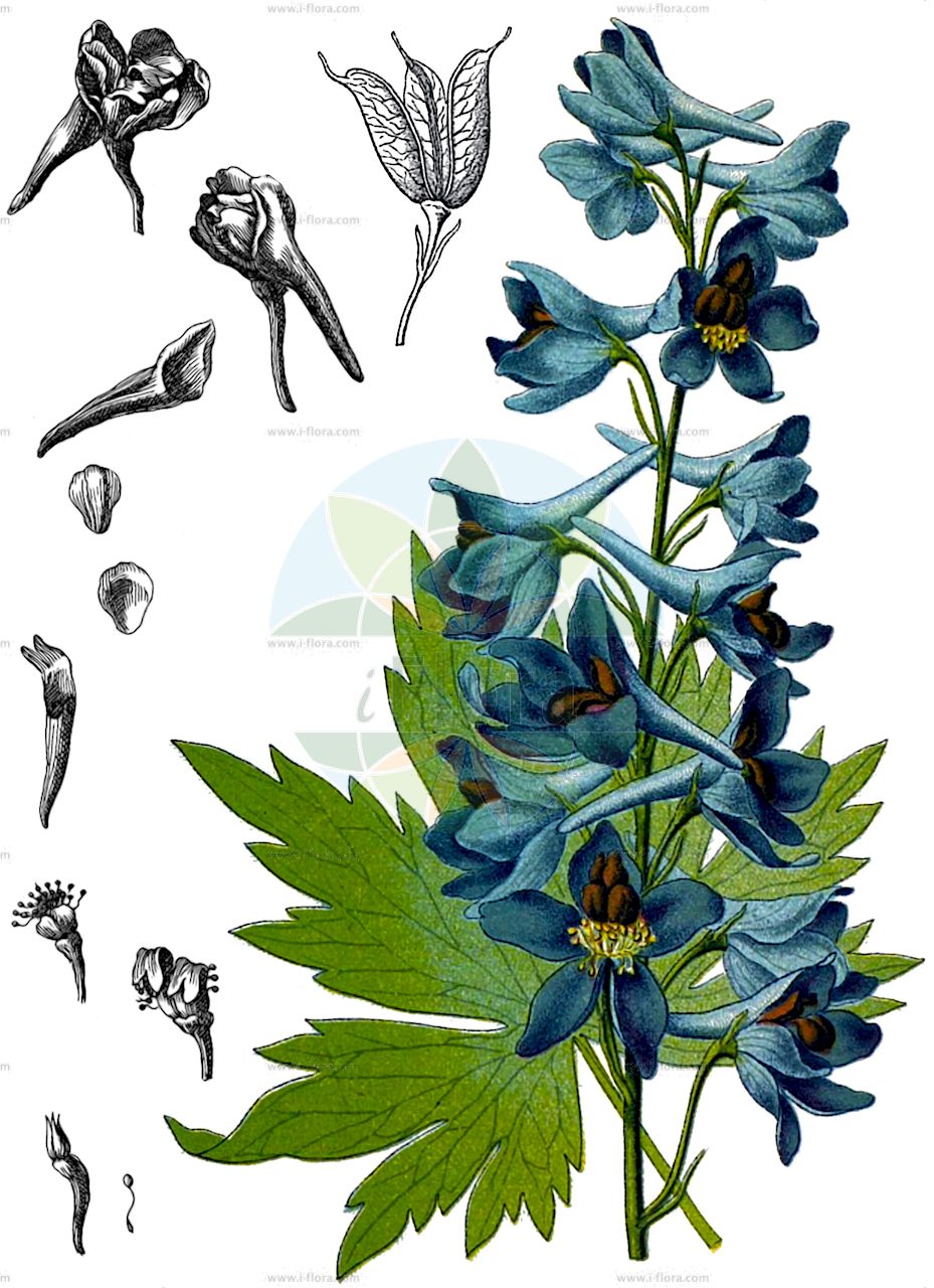 Delphinium elatum - Ranunculaceae,Plantae,Pteridobiotina,Angiosperms,Ranunculales,Ranunculaceae,Delphinium,Delphinium elatum,Delphinastrum elatum, Delphinastrum hybridum, Delphinastrum urceolatum, Delphinium alopecuroides, Delphinium alpinum var. hebecarpum, Delphinium atropurpureum, Delphinium belladonna, Delphinium clusianum, Delphinium cryophilum, Delphinium davuricum, Delphinium elatum f. grandiflorum, Delphinium elatum f. parviflorum, Delphinium elatum f. productum, Delphinium elatum subsp. bosniacum, Delphinium elatum subsp. cryophilum, Delphinium elatum subsp. macrotepalum, Delphinium elatum subsp. pubicaule, Delphinium elatum subsp. tiroliense, Delphinium elatum var. alpinum, Delphinium elatum var. belladonna, Delphinium elatum var. bosniacum, Delphinium elatum var. giganteum, Delphinium elatum var. glabrum, Delphinium elatum var. gracile, Delphinium elatum var. grandifolium, Delphinium elatum var. pubicaule, Delphinium elisabethae var. eglandulosum, Delphinium gratum, Delphinium hirsutum, Delphinium hispidum, Delphinium hybridum, Delphinium intermedium, Delphinium kioviense, Delphinium macrotepalum, Delphinium mixtum, Delphinium palmatifidum, Delphinium speciosum, Delphinium tauricum, Delphinium tiroliense, Delphinium urceolatum,Hoher Rittersporn;Gewöhnlicher Hoher Rittersporn;Österreichischer Hoher Rittersporn;Hoher-Rittersporn;Tiroler Rittersporn;Dauphinelle élevée;Speronella elevata;дельфиниум альпийский;дельфиниум высокий;живокость альпийская;живокость высокая;шпорник высокий;veliki kokotić;stor riddarsporre;stor riddersporre;ostróżka wyniosła;magas sarkantyúfű;stračka vyvýšená;stračonôžka vysoká;дельфіній;kõrge kukekannus;augstais gaiļpiesis;hageridderspore;isoritarinkannus;ушљивац;didysis pentinius