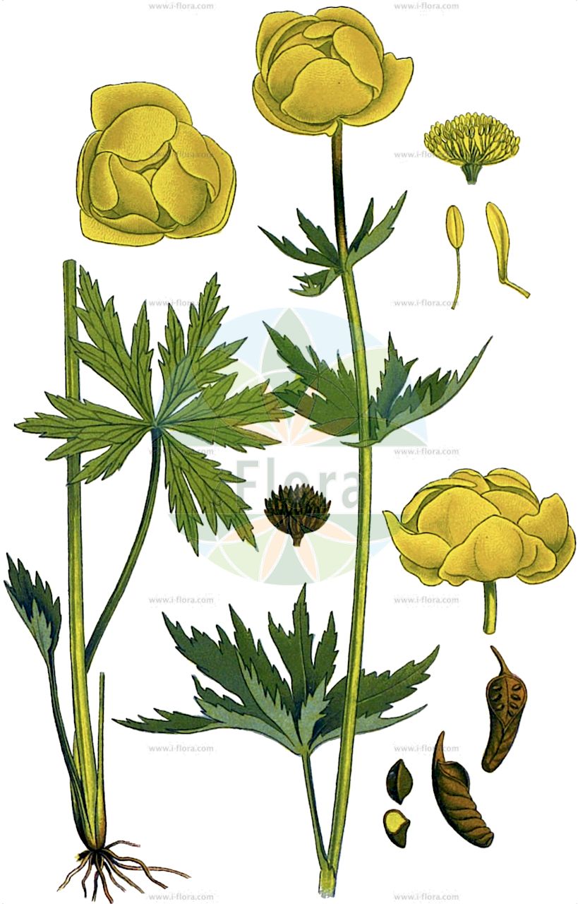 Trollius europaeus - Ranunculaceae,Plantae,Pteridobiotina,Angiosperms,Ranunculales,Ranunculaceae,Trollius,Trollius europaeus,Trollius connivens, Trollius emarginatus, Trollius germanicus, Trollius globosus, Trollius grandiflorus, Trollius grandiflorus, Trollius humilis, Trollius medius, Trollius minimus, Trollius montanus, Trollius napellifolius, Trollius napellifolius var. erectus, Trollius napellifolius var. nitens, Trollius napellifolius var. opacus, Trollius napellifolius var. patulus, Trollius rotundiflorus, Trollius sphaericus, Trollius tauricus, Trollius viridiflorus, Trollius viridis,Europäische Trollblume;Trollblume;Kugelranunkel;globeflower;Trolle d'Europe;boule d'or;renoncule de montagne;trollière;flor de San Pallari;calderones;Botton d'oro;Luparia;Vulparia;Europeese trollius;Europese trollius;купальница европейская;trol;troli i Evropës;flor de rovell d'ou;europska planinčica;smörboll;smörbollar;engblomme;pelnik europejski;navadna pogačica;közönséges zergeboglár;úpolín evropský;úpolín nejvyšší;bulbuci;bulbuci de munte;žltohlav európsky;купальниця європейська;европейский аблен;планински божур;harilik kullerkupp;Eiropas saulpurene;ballblom;kullero;niittykullero;јаблан;планинашња;планинчица;тужан;paprastasis burbulis