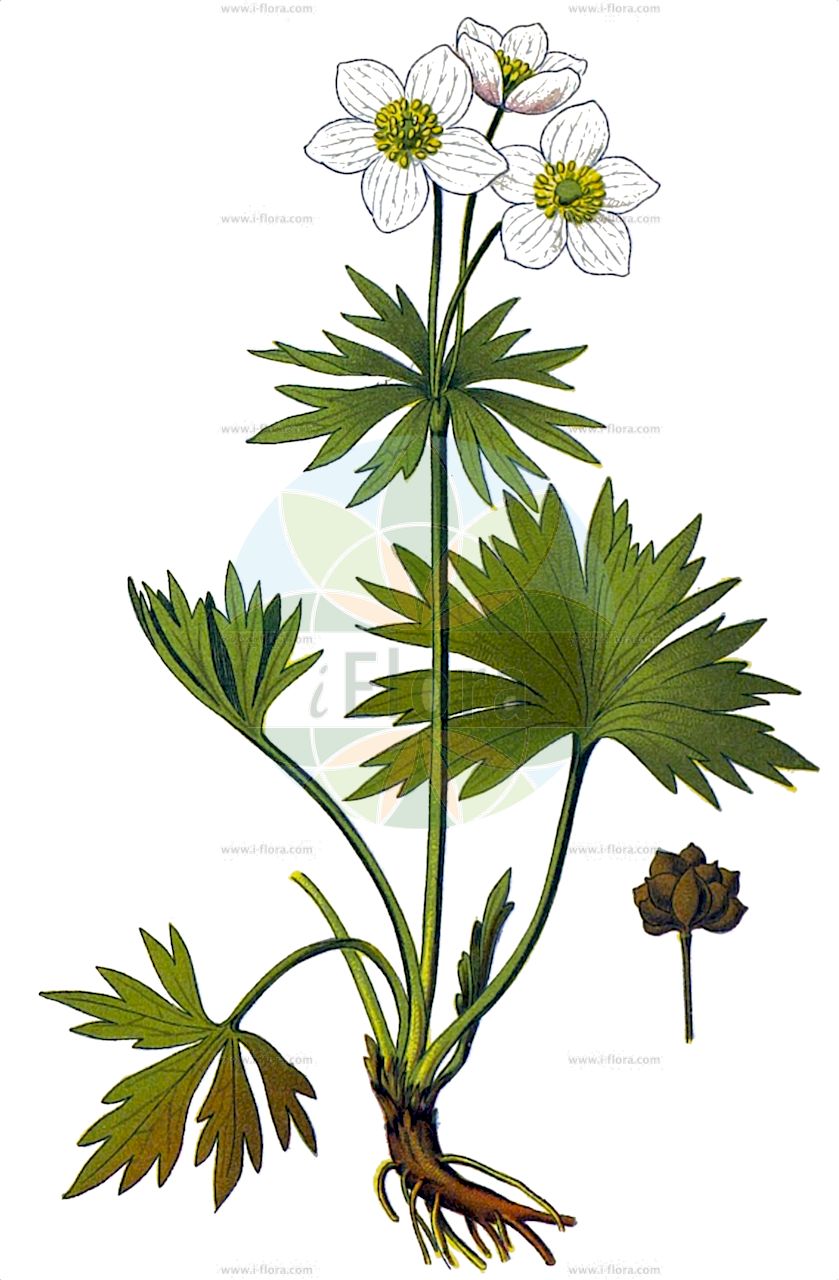 Anemonastrum narcissiflorum - Ranunculaceae,Plantae,Pteridobiotina,Angiosperms,Ranunculales,Ranunculaceae,Anemonastrum,Anemonastrum narcissiflorum,Anemonastrum narcissiflorum var. podolicum, Anemone dubia, Anemone laxa, Anemone narcissiflora var. crimea, Anemone narcissiflora var. monantha, Anemone narcissiflora var. podolica, Anemone umbellata, Anemone umbellata, Homalocarpus narcissiflorus, Pulsatilla narcissiflora,Narzissenblütiges Windröschen;Alpen-Berghähnlein;Berghähnlein;Berghähnchen;Narzissen-Windröschen;narcissus-flowered anemone;narcissus anemone;Anémone à fleurs de narcisse;anémone à feuilles de narcisse;Anemone narcissino;ветреница нарциссоцветковая;mayıs çiçeği;fillikate;sunovratna šumarica;zawilec narcyzowy;hakusan-ichige;ハクサンイチゲ;kobulasta vetrnica;nárciszképű szellőrózsa;sasanka narcisokvětá;větrnice narcisokvětá;oiţe;veternica narcisokvetá;анемона нарцисоцвіта;анемона розлога;нарцисоцветна съсънка;бели јаблан;нарцисолика бреберина