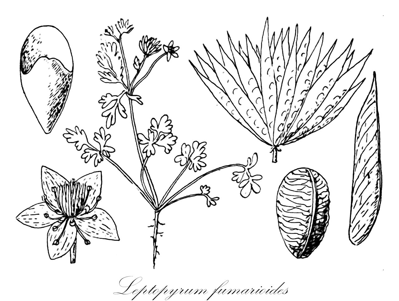 Leptopyrum fumarioides - Ranunculaceae,Plantae,Pteridobiotina,Angiosperms,Ranunculales,Ranunculaceae,Leptopyrum,Leptopyrum fumarioides,Helleborus fumarioides, Isopyrum fumariifolium, Isopyrum fumarioides, Leptopyrum generale