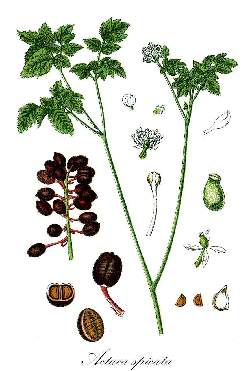 Actaea spicata - Ranunculaceae,Plantae,Pteridobiotina,Angiosperms,Ranunculales,Ranunculaceae,Actaea,Actaea spicata,Actaea corymbosa, Actaea densiflora, Actaea nigra, Actaea spicata var. melanocarpa, Actaea spicata var. nigra, Actaea vulgaris, Christophoriana spicata, Christophoriana vulgaris,Christophskraut;Schwarzfrüchtiges Christophskraut;baneberry;grapewort;herb christopher;spiked baneberry;Actée en épi;Herbe de Saint-Christophe;herbe de Saint Christophe;christophorienne;ellébore noir;herbe aux poux;raisin de loup;hierba cristoforiana;hierba de San Cristóbal;engos;cristobalina;cistoforiana;barba de cabra;cimífuga;cristoforiana;Actea;cristoforiana;actea d'Europa;barba di capra;zwarte giftbes;christoffelkruid;erva-de-são-cristovão;воронец колосистый;воронец колосовидный;domuzüzümü;akté;herba de sant Cristòfol;klasasta habulica;trolldruva;druemunke;czerniec gronkowy;navadna črnoga;békabogyó;samorostlík klasnatý;iarba cristoforului;orbalţ;samorastlík klasnatý;samorastlik klasovitý;воронець колосистий;ресник;salu-siumari;vārpainā krauklene;trollbær;mustakonnanmarja;бели горшчаник;отровница;varpotoji juodžolė