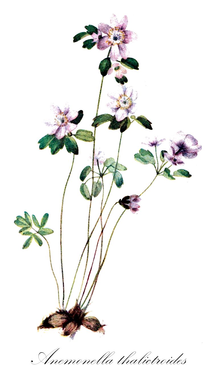 Anemonella thalictroides - Ranunculaceae,Plantae,Pteridobiotina,Angiosperms,Ranunculales,Ranunculaceae,Anemonella,Anemonella thalictroides,Anemone thalictroides, Anemone thalictroides var. uniflora, Anemone uniflora, Anemonella thalictroides f. chlorantha, Anemonella thalictroides f. favilliana, Anemonella thalictroides f. rosea, Anemonella thalictroides f. thalictroides, Syndesmon thalictroides, Syndesmon thalictroides f. roseum, Thalictrum anemonoides, Thalictrum thalictroides, Thalictrum thalictroides f. favillianum,Rautenanemone;rue-anemone;windflower