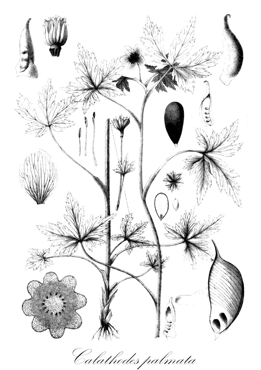 Calathodes palmata - Ranunculaceae,Trollius palmatus,Plantae,Pteridobiotina,Angiosperms,Ranunculales,Ranunculaceae,Calathodes,Calathodes palmata