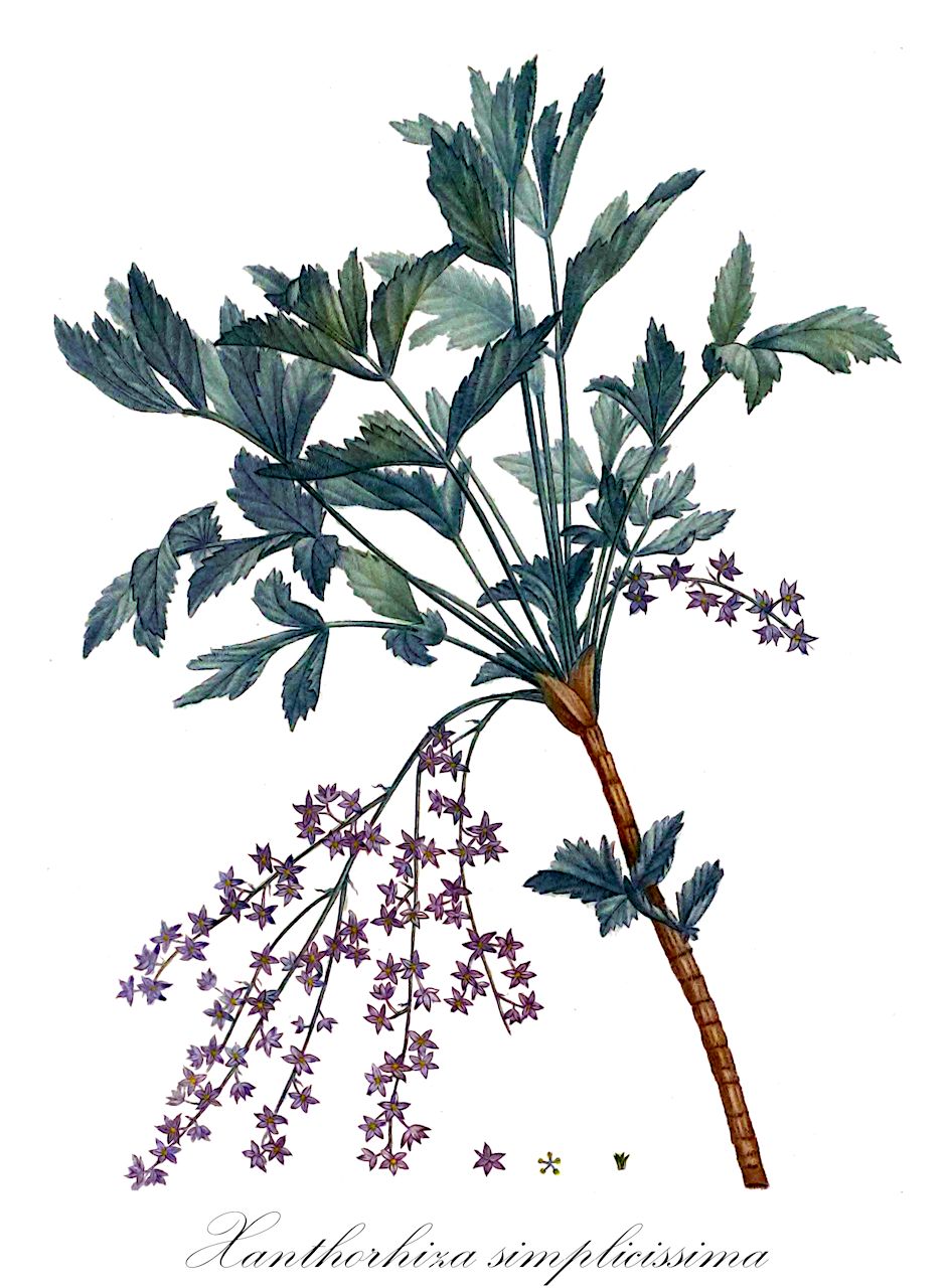 Xanthorhiza simplicissima - Ranunculaceae,Plantae,Pteridobiotina,Angiosperms,Ranunculales,Ranunculaceae,Xanthorhiza,Xanthorhiza simplicissima,Xanthorhiza apiifolia, Xanthorhiza tinctoria,Gelbwurz;yellowroot;shrub yellowroot;brook-feather