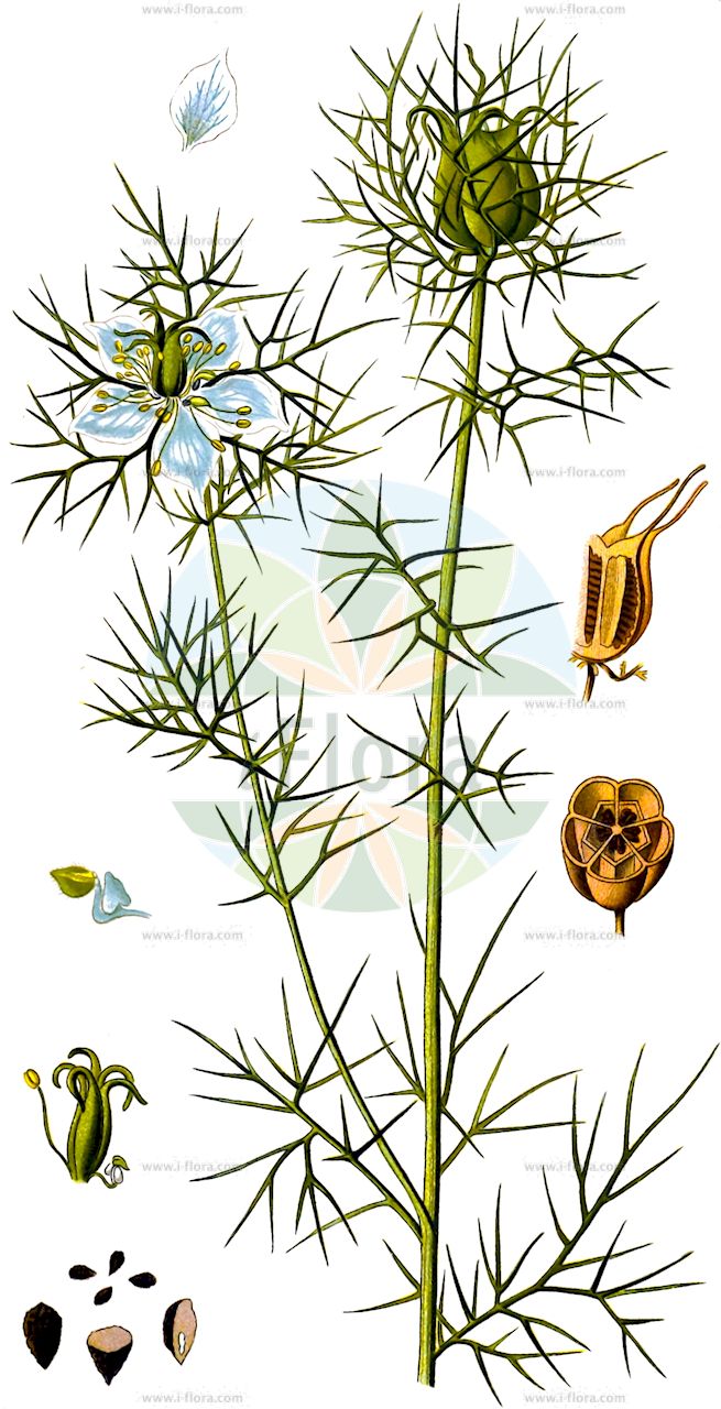 Nigella damascena - Ranunculaceae,Plantae,Pteridobiotina,Angiosperms,Ranunculales,Ranunculaceae,Nigella,Nigella damascena,Erobathos coarctatum, Erobathos damascenum, Melanthium damascenum, Nigella bithynica, Nigella bourgaei, Nigella coarctata, Nigella coerulea, Nigella elegans, Nigella involucrata, Nigella multifida, Nigella nana, Nigella pygmaea, Nigella taurica,Gretchen im Busch;Jungfer im Grünen;Gretel in der Heck;Braut in Haaren;Damaszener Schwarzkümmel;love-in-a-mist;devil in the bush;Nigelle de Damas;cheveux de Vénus;barbe de capucin;patte d'araignée;barbiche;neguilla;arañas;ajenuz de jardín;araña;arañuela;neguilla de Damasco;Anigella;Damigella scapigliata;damigella;erba bozzolina;juffertje-in-t-groen;juffertje-in-het-groen;barbas-de-velho;damas-do-bosque;damas-entre-verde;чернушка дамасская;şam çörekotu;nigela e Damaskut;nigelë;flor d'aranya;damaščanska crnjika;jungfrun i det gröna;jomfruen i det grønne;czarnuszka damaszeńska;kurotane-sô;nigera;クロタネソウ;ニゲラ;vzhodna črnika;borzaskata;vetési katicavirág;černucha damašská;chica voinicului;černuška damascénska;čiernucha damašska;чорнушка дамаська;дамаска челебитка;jomfruen i det grønne;tarhaneito;мачков брк;чупава ката;чупава црника;κοινό μαυροκούκι