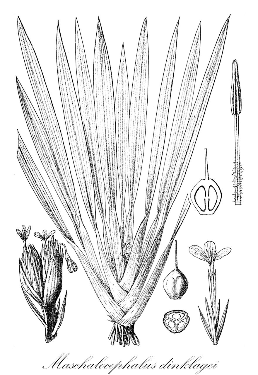 Maschalocephalus dinklagei - Rapateaceae,Plantae,Pteridobiotina,Angiosperms,Poales,Rapateaceae,Maschalocephalus,Maschalocephalus dinklagei