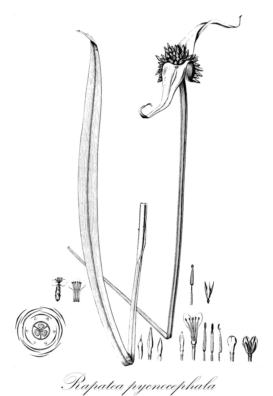 Rapatea pycnocephala - Rapateaceae,Plantae,Pteridobiotina,Angiosperms,Poales,Rapateaceae,Rapatea,Rapatea pycnocephala