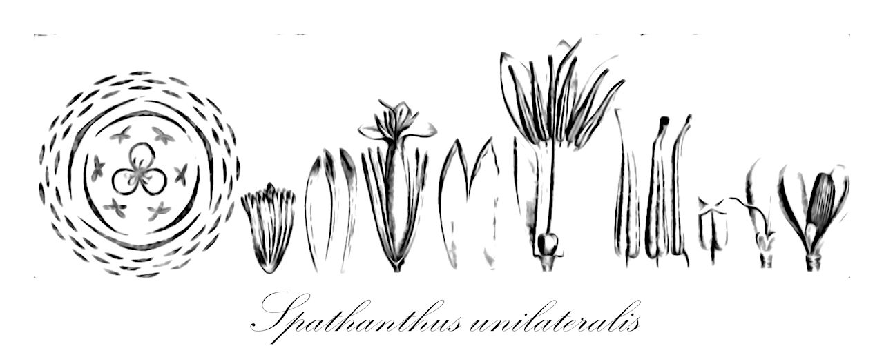 Spathanthus unilateralis - Rapateaceae,Plantae,Pteridobiotina,Angiosperms,Poales,Rapateaceae,Spathanthus,Spathanthus unilateralis,Mnasium unilaterale, Rapatea unilateralis