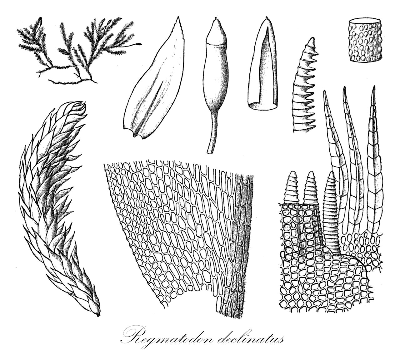 Regmatodon declinatus - Regmatodontaceae,Plantae,Bryobiotina,Bryophyta,Bryopsida,Bryidae,Hypnanae,Hypnales,Regmatodontaceae,Regmatodon,Regmatodon declinatus,Macrohymenium serrulatum, Maschalocarpus declinatus, Pterigynandrum declinatum, Pterogonium declinatum, Regmatodon declinatus var. minor, Regmatodon schwabei, Regmatodon serrulatus