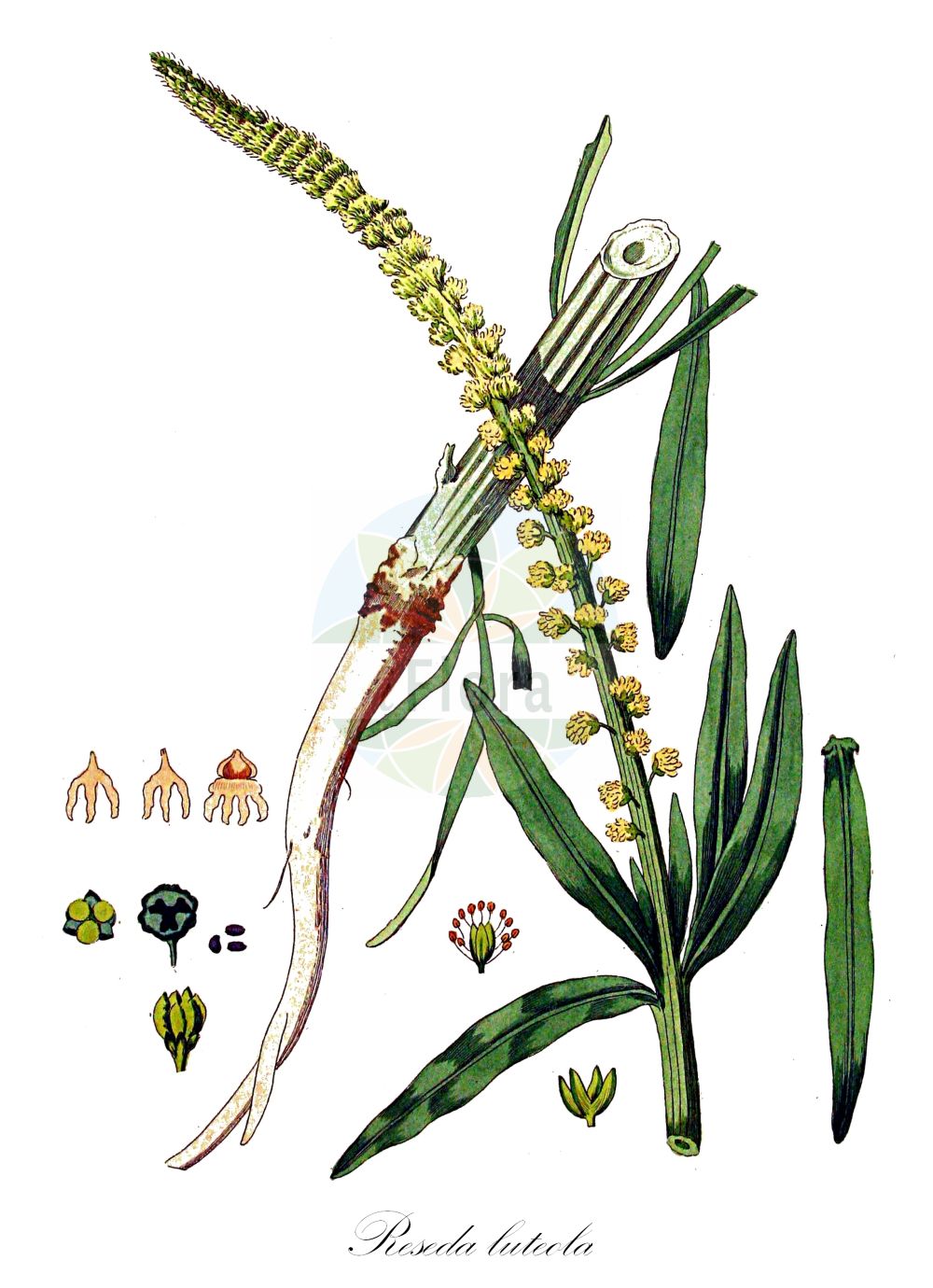 Reseda luteola - Resedaceae,Plantae,Pteridobiotina,Angiosperms,Brassicales,Resedaceae,Reseda,Reseda luteola,Arkopoda luteola, Luteola tinctoria, Reseda luteola subsp. gussonei, Reseda salicifolia, Reseda tinctoria,Färber-Resede;Färber-Wau;Färber-Reseda;weld;dyer's-rocket;mignonette-jaunâtre;dyer's rocket;dyer's weed;wild mignonette;wild woad;Réséda des teinturiers;réséda jaunâtre;gaude;herbe à jaunir;herbe jaune;gualda;cetro de Ceres;gabarro;gauda;hierba lanaria;hierba lanariagalda;Reseda biondella;erba gualda;guaderella;biondella;ciondella;wouw;lirio-dos-tintureios;lírio-dos-tintureiros;erva-dos-ensalmos;gauda;lírio;lírio-dos-tintureios;reseda;резеда жёлтенькая;резеда желтоватая;резеда красильная;eşekçitlimi;djegës verbues;shukull;galda;žućkasta rezeda;vanlig dadelpalm;färgreseda;farve-reseda;rezeda żółtawa;rumenkasti katanec;festö rezeda;sárga rezeda;rýt barvířský;gaude;rezeda farbiarska;rezeda žltavá;резеда жовтенька;жълтеникава резеда;värvireseeda;iedzeltenā rezēda;fargereseda;värireseda;жућкаста резеда;катанац;richpat hatzabba'im;רִכְפַּת הַצַּבָּעִים;daržinė razeta;islish;rghwa l-khruv;tnafelt izimér