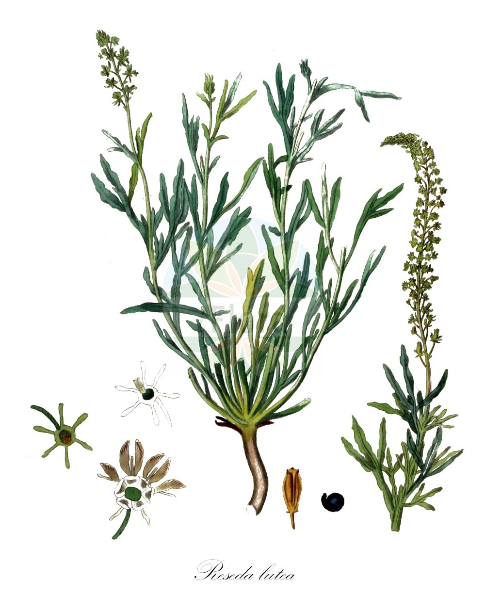 Reseda lutea - Resedaceae,Plantae,Pteridobiotina,Angiosperms,Brassicales,Resedaceae,Reseda,Reseda lutea,Reseda mucronulata,Gelbe Resede;Gelber Wau;Wilde Resede;Gelbe Reseda;wild mignonette;cutleaf mignonette;yellow mignonette;cut-leaf mignonette;Réséda jaune;réséda sauvage;réséda bâtard;faux réséda;gualdon;reseda amarilla;gabarro;gualda;gualdón;pacífica;sosiega-amiga;Reseda comune;guaderella crociata;reseda gialla;reseda amorino;vanlig judekörs;wilde reseda;minhonete;reseda;резеда жёлтая;muhabbet çiçeği;shukull;shukulli e verdhë;gandaia;žuta rezeda;vanlig fänkål;vanlig fikonträd;gulreseda;gul reseda;rezeda żółta;rumeni katanec;vadrezeda;rýt žlutý;rechie;rezeda žltá;резеда жовта;жълта резеда;kollane reseeda;dzeltenā rezēda;kollane reseeda;byreseda;keltareseda;жути катанац;обична резеда;резеда;richpah tzehubbah;רִכְפָּה צְהֻבָּה;geltonžiedė razeta;βρωμούσα;ώχρα