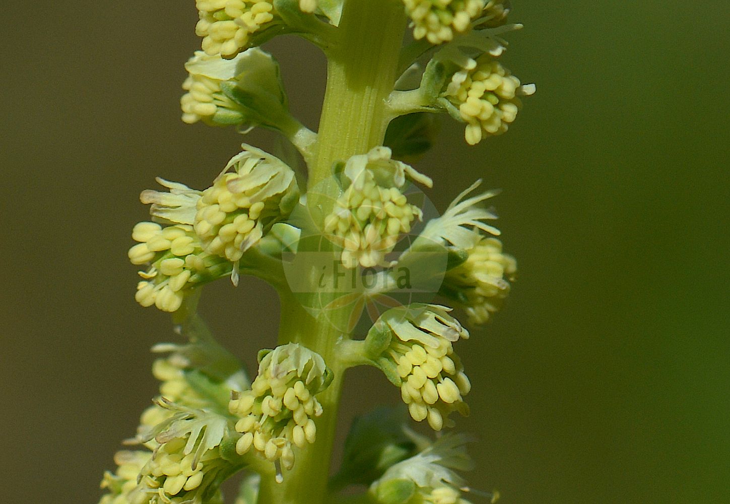 Reseda luteola - Resedaceae,Plantae,Pteridobiotina,Angiosperms,Brassicales,Resedaceae,Reseda,Reseda luteola,Arkopoda luteola, Luteola tinctoria, Reseda luteola subsp. gussonei, Reseda salicifolia, Reseda tinctoria,Färber-Resede;Färber-Wau;Färber-Reseda;weld;dyer's-rocket;mignonette-jaunâtre;dyer's rocket;dyer's weed;wild mignonette;wild woad;Réséda des teinturiers;réséda jaunâtre;gaude;herbe à jaunir;herbe jaune;gualda;cetro de Ceres;gabarro;gauda;hierba lanaria;hierba lanariagalda;Reseda biondella;erba gualda;guaderella;biondella;ciondella;wouw;lirio-dos-tintureios;lírio-dos-tintureiros;erva-dos-ensalmos;gauda;lírio;lírio-dos-tintureios;reseda;резеда жёлтенькая;резеда желтоватая;резеда красильная;eşekçitlimi;djegës verbues;shukull;galda;žućkasta rezeda;vanlig dadelpalm;färgreseda;farve-reseda;rezeda żółtawa;rumenkasti katanec;festö rezeda;sárga rezeda;rýt barvířský;gaude;rezeda farbiarska;rezeda žltavá;резеда жовтенька;жълтеникава резеда;värvireseeda;iedzeltenā rezēda;fargereseda;värireseda;жућкаста резеда;катанац;richpat hatzabba'im;רִכְפַּת הַצַּבָּעִים;daržinė razeta;islish;rghwa l-khruv;tnafelt izimér