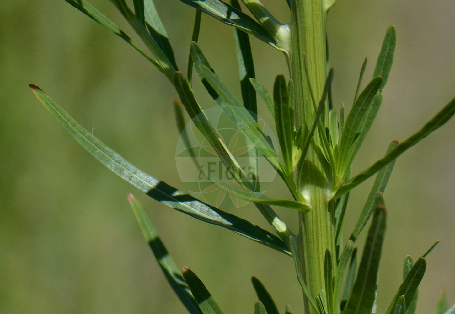Reseda luteola - Resedaceae,Plantae,Pteridobiotina,Angiosperms,Brassicales,Resedaceae,Reseda,Reseda luteola,Arkopoda luteola, Luteola tinctoria, Reseda luteola subsp. gussonei, Reseda salicifolia, Reseda tinctoria,Färber-Resede;Färber-Wau;Färber-Reseda;weld;dyer's-rocket;mignonette-jaunâtre;dyer's rocket;dyer's weed;wild mignonette;wild woad;Réséda des teinturiers;réséda jaunâtre;gaude;herbe à jaunir;herbe jaune;gualda;cetro de Ceres;gabarro;gauda;hierba lanaria;hierba lanariagalda;Reseda biondella;erba gualda;guaderella;biondella;ciondella;wouw;lirio-dos-tintureios;lírio-dos-tintureiros;erva-dos-ensalmos;gauda;lírio;lírio-dos-tintureios;reseda;резеда жёлтенькая;резеда желтоватая;резеда красильная;eşekçitlimi;djegës verbues;shukull;galda;žućkasta rezeda;vanlig dadelpalm;färgreseda;farve-reseda;rezeda żółtawa;rumenkasti katanec;festö rezeda;sárga rezeda;rýt barvířský;gaude;rezeda farbiarska;rezeda žltavá;резеда жовтенька;жълтеникава резеда;värvireseeda;iedzeltenā rezēda;fargereseda;värireseda;жућкаста резеда;катанац;richpat hatzabba'im;רִכְפַּת הַצַּבָּעִים;daržinė razeta;islish;rghwa l-khruv;tnafelt izimér