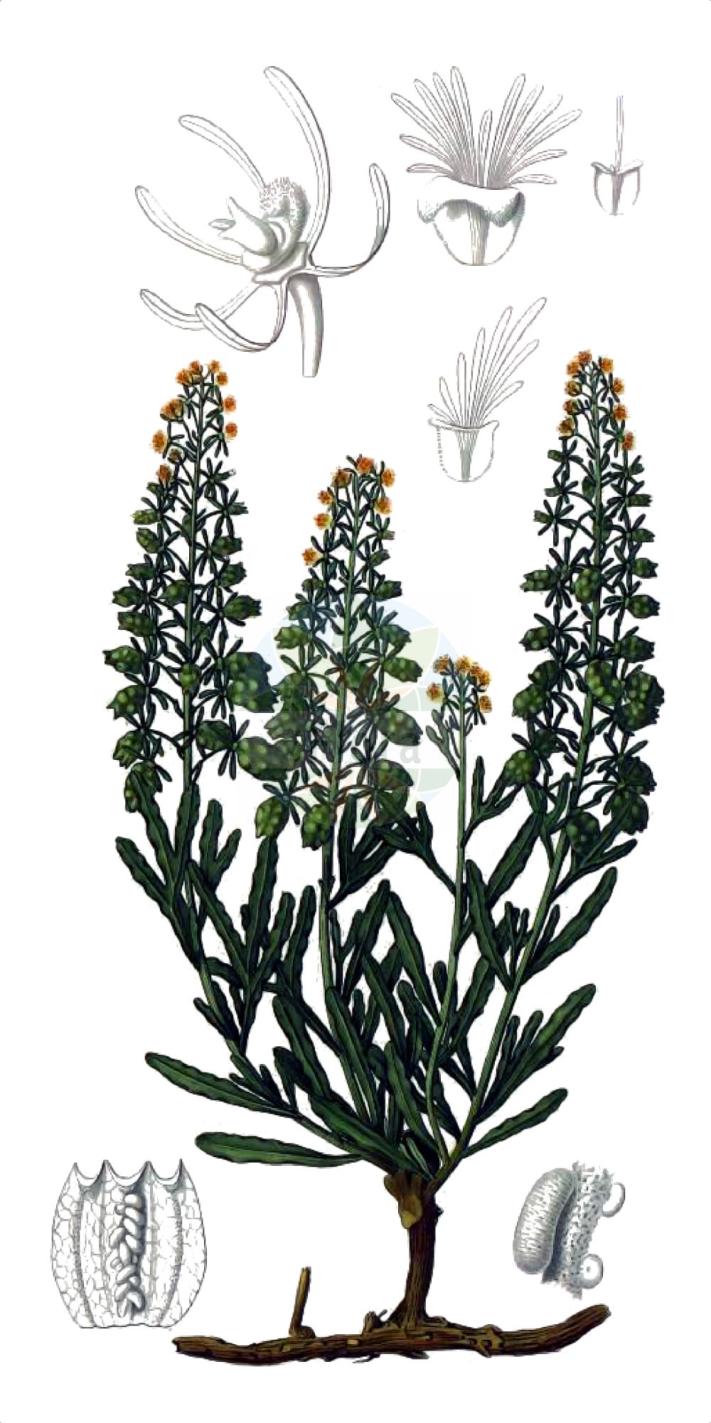 Reseda phyteuma - Resedaceae,Plantae,Pteridobiotina,Angiosperms,Brassicales,Resedaceae,Reseda,Reseda phyteuma,Pectanisia phyteuma, Reseda phyteuma subsp. aragonensis, Reseda phyteuma subsp. eu-phyteuma, Reseda phyteuma var. fragans,Rapunzel-Resede;Rapunzel-Wau;Rapunzel-Reseda;corn mignonette;Réséda raiponce;réséda fausse-raiponce;réséda blanc sauvage;fausse herbe maure;gualdilla;reseda silvestre;farolilla;farolillos;gualdón;marduxi;sesamoide menor;sosieganiño;Reseda selvatica;kleine reseda;reseda-menor;erva-de-sesteiras;yamaç gerdanlığı;djegës i egër;shukull;pebrots de ruc;kijačasta rezeda;rezeda mała;repuščev katanec;terpedt rezeda;rýt velkokališný;rezeda veľkokališná;жућкасти катанац