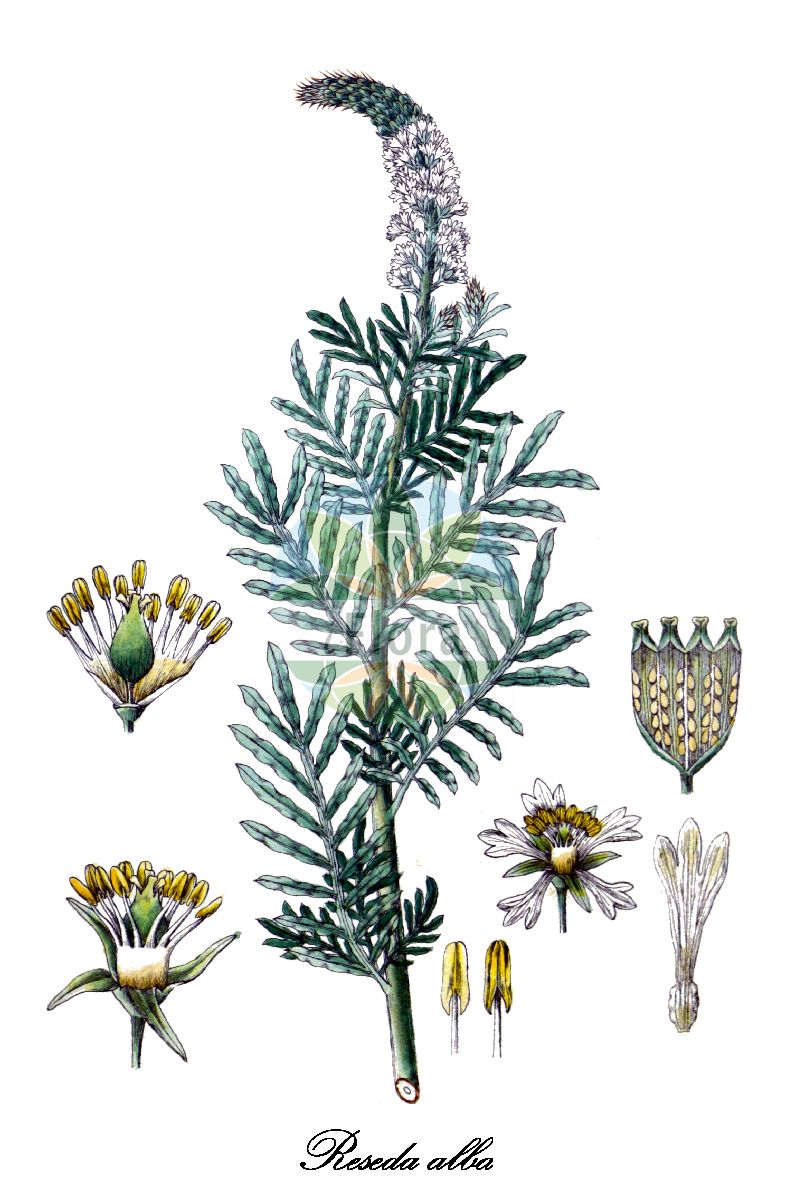 Reseda alba - Resedaceae,Plantae,Pteridobiotina,Angiosperms,Brassicales,Resedaceae,Reseda,Reseda alba,Eresda alba,Weiße Resede;Weißer Wau;white mignonette;mignonette-blanche;réséda blanc;réséda blanc;réséda sous-arbrisseau;enturio;gualdilla;hopo de zorra;jopillo de zorro;pimentonera;rabillo de gato;reseda blanca;reseda bianca;erba ruchetta;vanlig kapris;witte reseda;reseda-branca;резеда белая;ak gerdanlık;djegës i bardhë;shukull;shukulli i bardhë;capironat;bijela rezeda;vitreseda;fehér rezeda;rýt bílý;rezeda biela;richpah levanah;רִכְפָּה לְבָנָה;άσπρη ρεζεντά