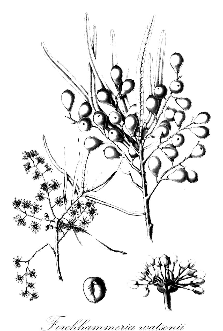 Forchhammeria watsonii - Resedaceae,Plantae,Pteridobiotina,Angiosperms,Brassicales,Resedaceae,Forchhammeria,Forchhammeria watsonii