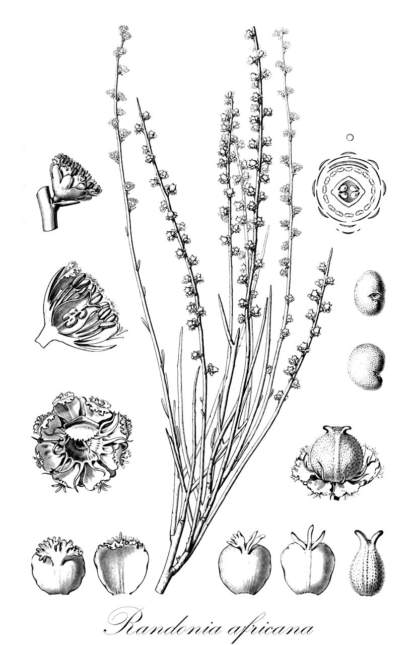 Randonia africana - Resedaceae,Plantae,Pteridobiotina,Angiosperms,Brassicales,Resedaceae,Randonia,Randonia africana