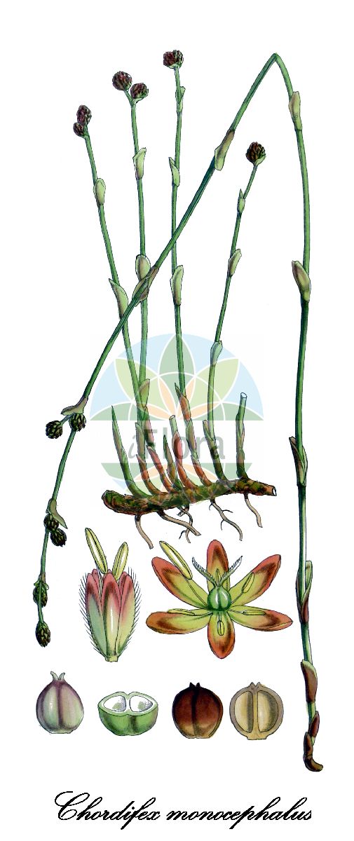 Historische Abbildung von Chordifex monocephalus. Das Bild zeigt Blatt, Bluete, Frucht und Same. ---- Historical Drawing of Chordifex monocephalus. The image is showing leaf, flower, fruit and seed.(Chordifex monocephalus,Chordifex,Restionaceae,Blatt,Bluete,Frucht,Same,leaf,flower,fruit,seed,Hooker (1844-1860))