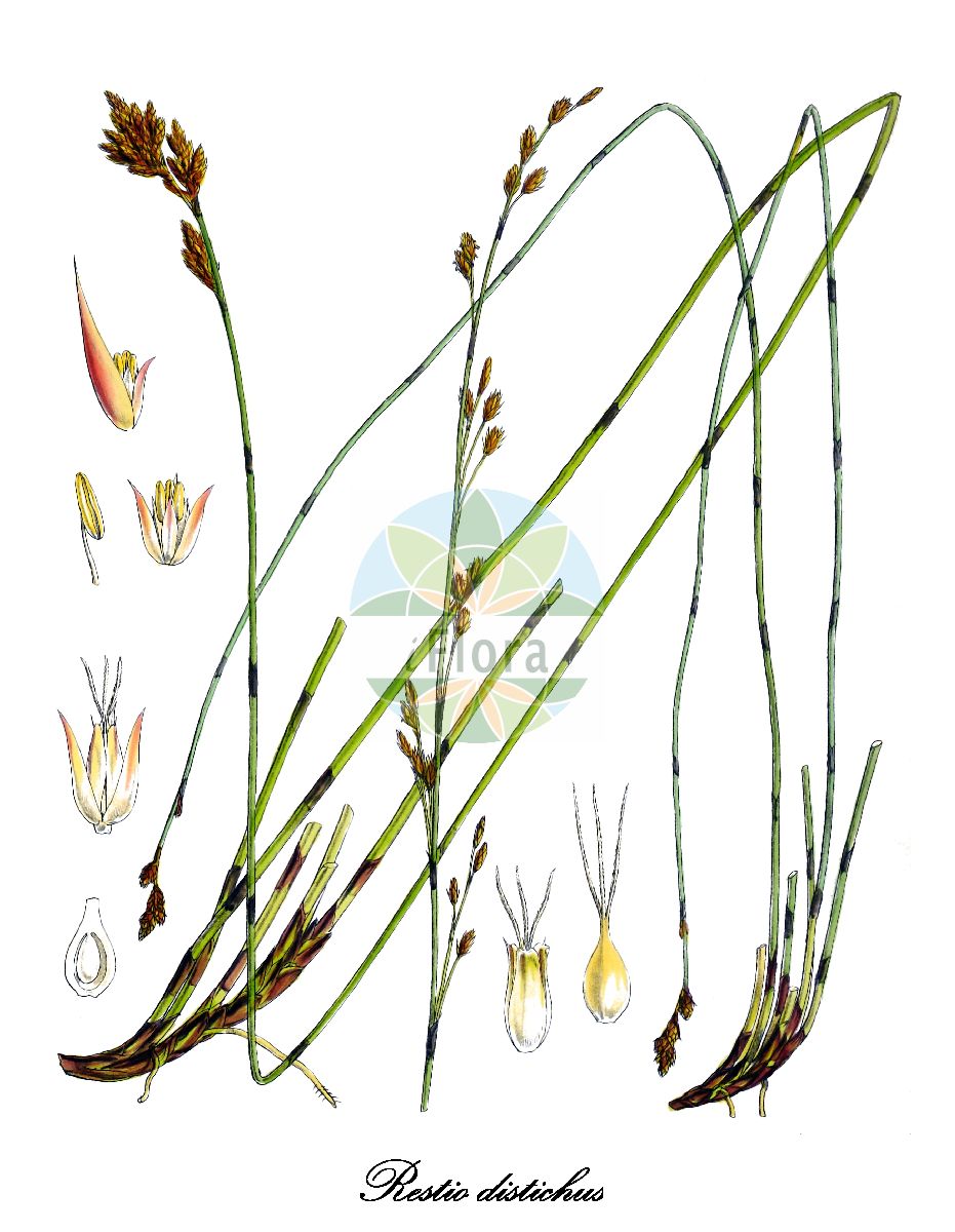 Historische Abbildung von Restio distichus. Das Bild zeigt Blatt, Bluete, Frucht und Same. ---- Historical Drawing of Restio distichus. The image is showing leaf, flower, fruit and seed.(Restio distichus,Restio,Restionaceae,Blatt,Bluete,Frucht,Same,leaf,flower,fruit,seed,Hooker (1844-1860))