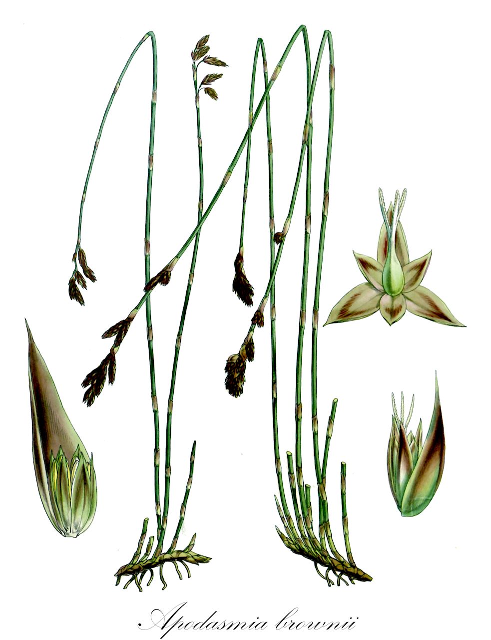 Apodasmia brownii - Restionaceae,Plantae,Pteridobiotina,Angiosperms,Poales,Restionaceae,Apodasmia,Apodasmia brownii,Leptocarpus brownii
