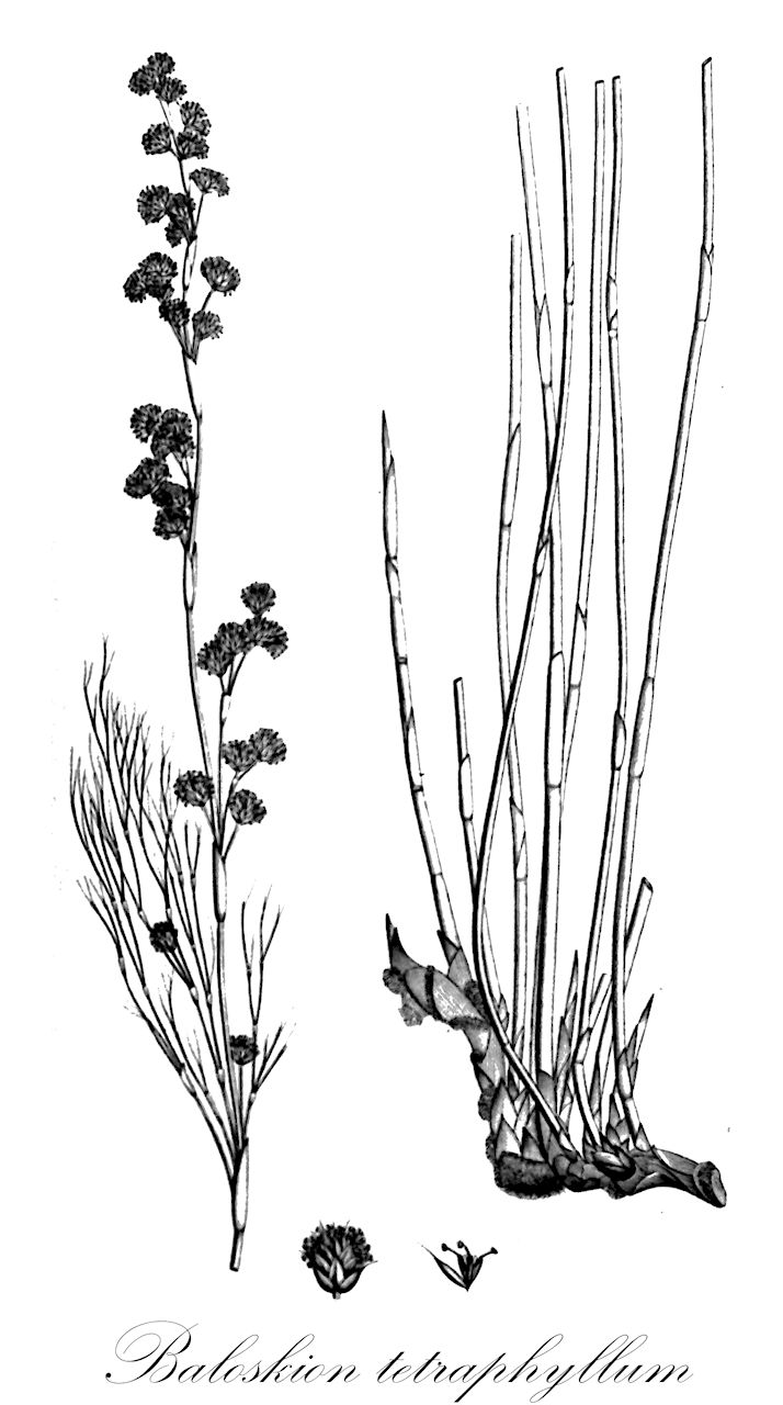 Baloskion tetraphyllum - Restionaceae,Plantae,Pteridobiotina,Angiosperms,Poales,Restionaceae,Baloskion,Baloskion tetraphyllum,Baloskion dichotomum, Restio tetraphyllus