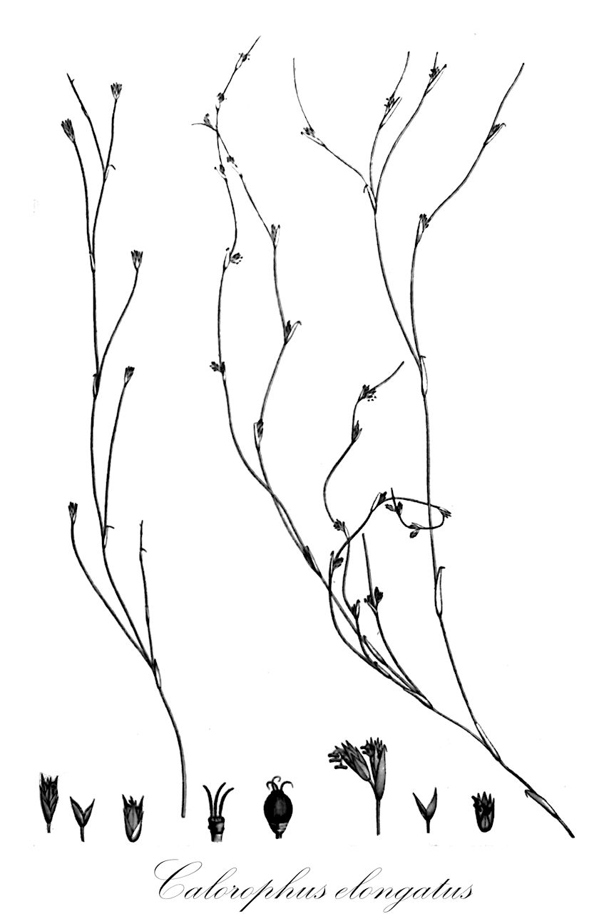 Calorophus elongatus - Restionaceae,Plantae,Pteridobiotina,Angiosperms,Poales,Restionaceae,Calorophus,Calorophus elongatus,Hypolaena elongata, Hypolaena longissima, Lepyrodia elongata