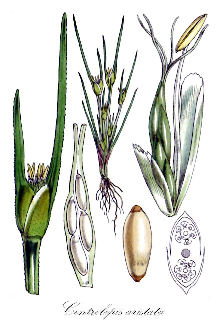 Centrolepis aristata - Restionaceae,Plantae,Pteridobiotina,Angiosperms,Poales,Restionaceae,Centrolepis,Centrolepis aristata,Centrolepis aristata var. pygmaea, Desvauxia aristata, Devauxia aristata