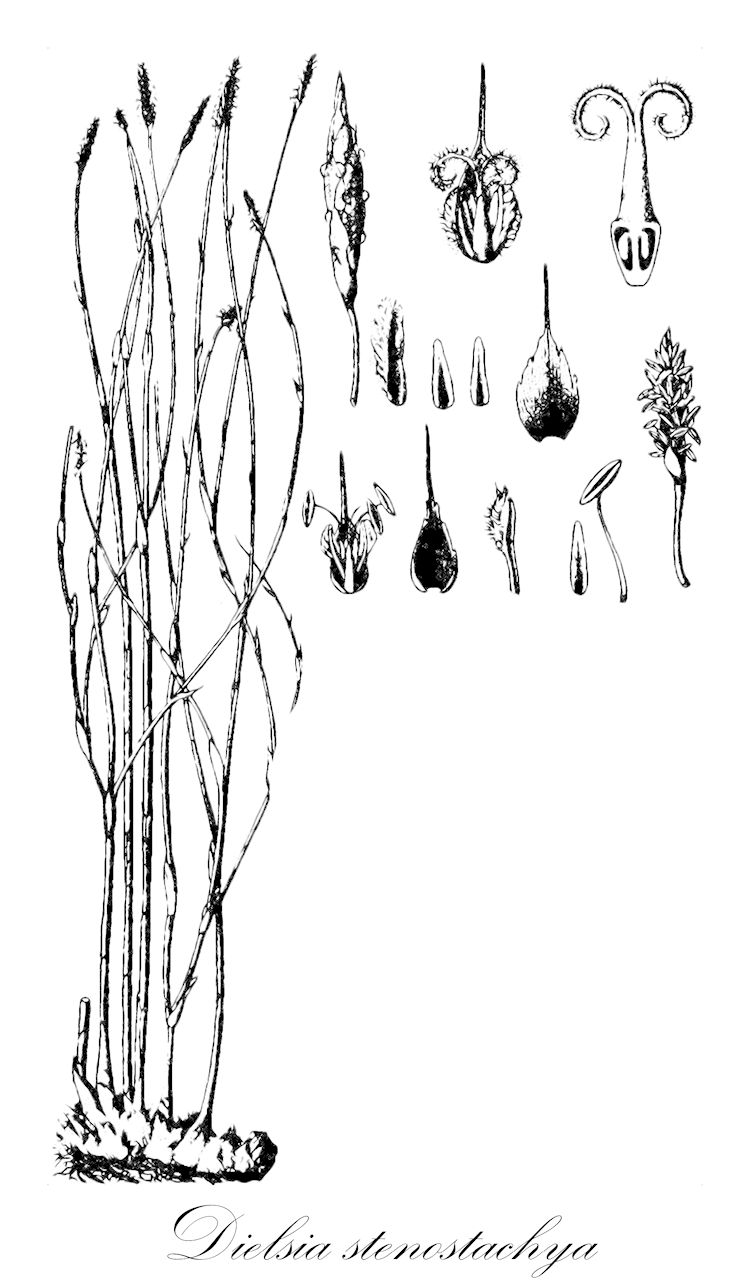 Dielsia stenostachya - Restionaceae,Dielsia cygnorum, Restio stenostachyus,Plantae,Pteridobiotina,Angiosperms,Poales,Restionaceae,Dielsia,Dielsia stenostachya