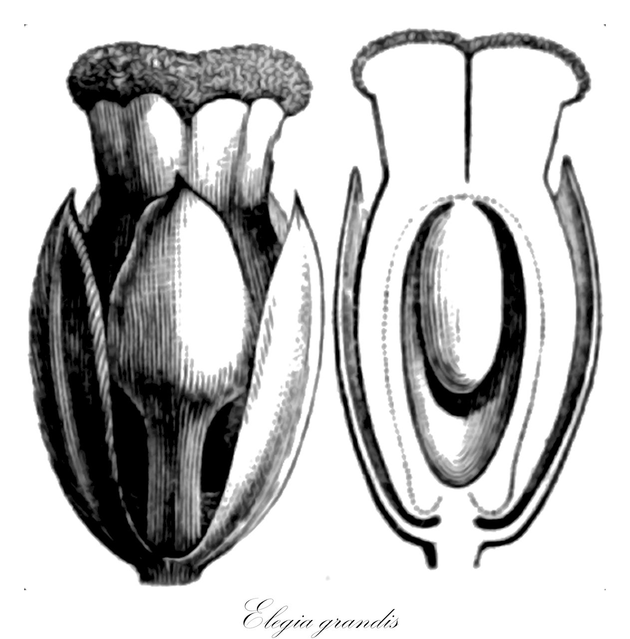Elegia grandis - Restionaceae,Plantae,Pteridobiotina,Angiosperms,Poales,Restionaceae,Elegia,Elegia grandis,Lamprocaulos grandis, Restio grandis