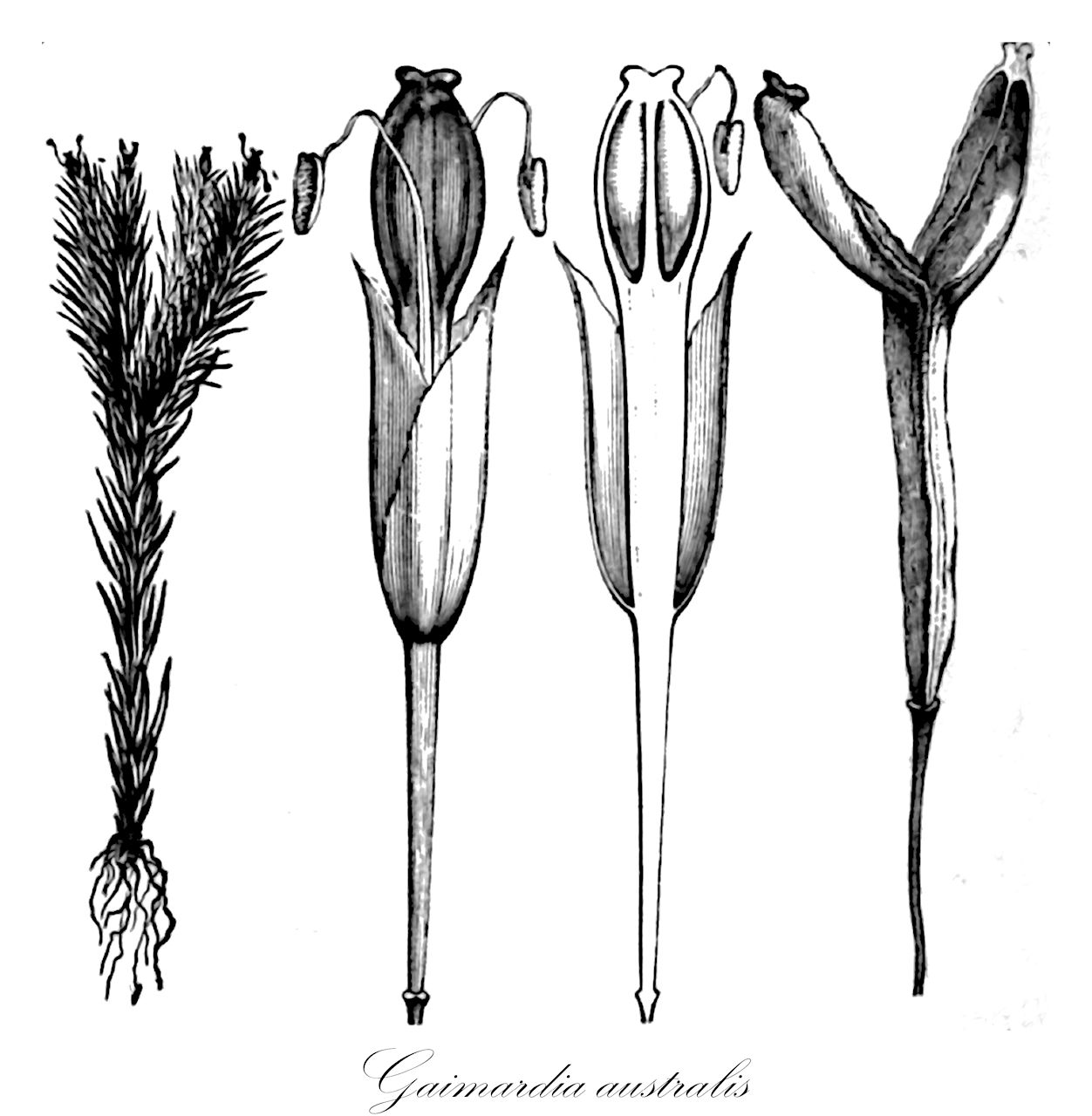 Gaimardia australis - Restionaceae,Plantae,Pteridobiotina,Angiosperms,Poales,Restionaceae,Gaimardia,Gaimardia australis,Gaimardia pusilla